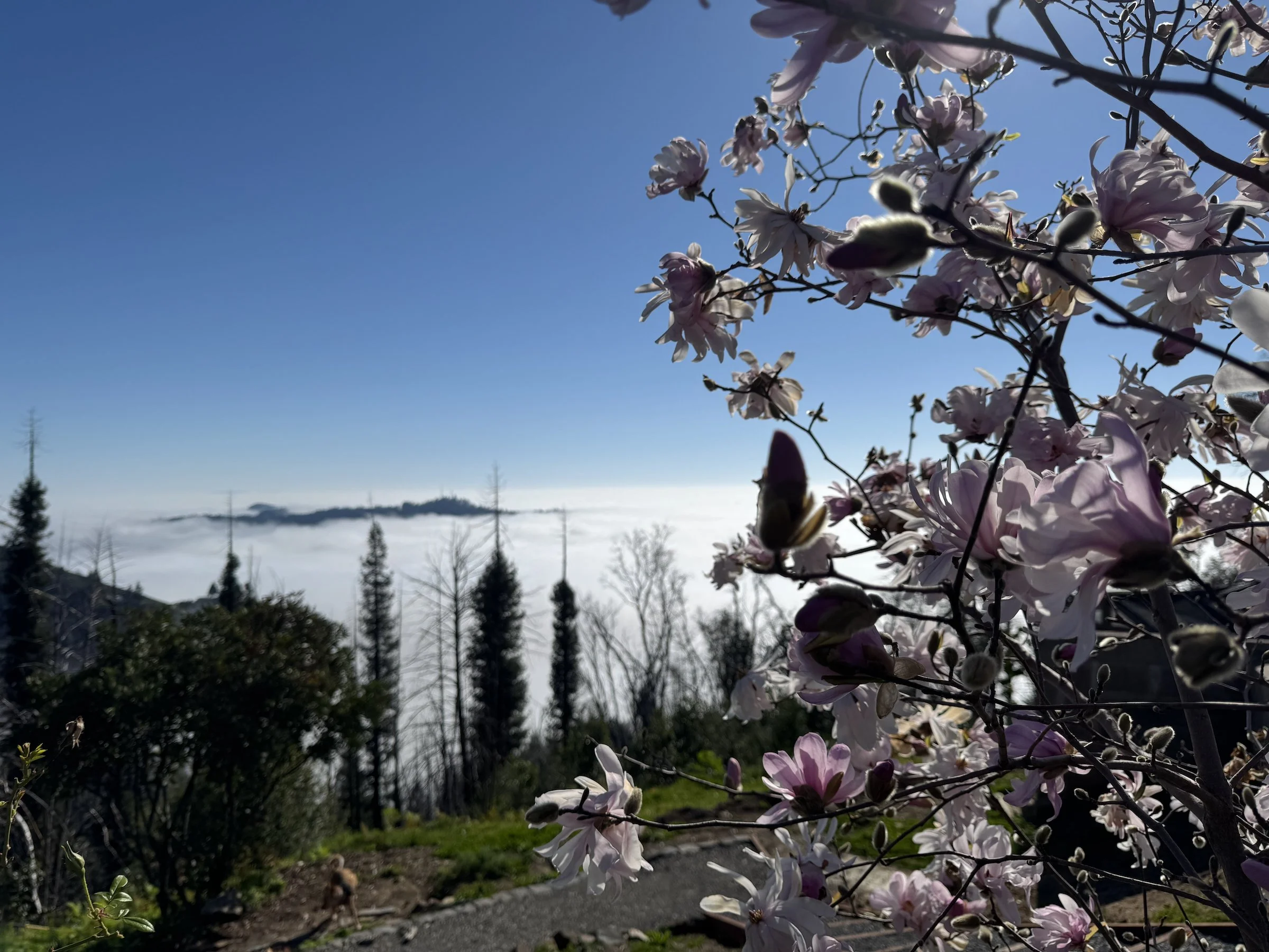 First magnolia bloom of the season, Climbing Cloud Ranch, January 2026