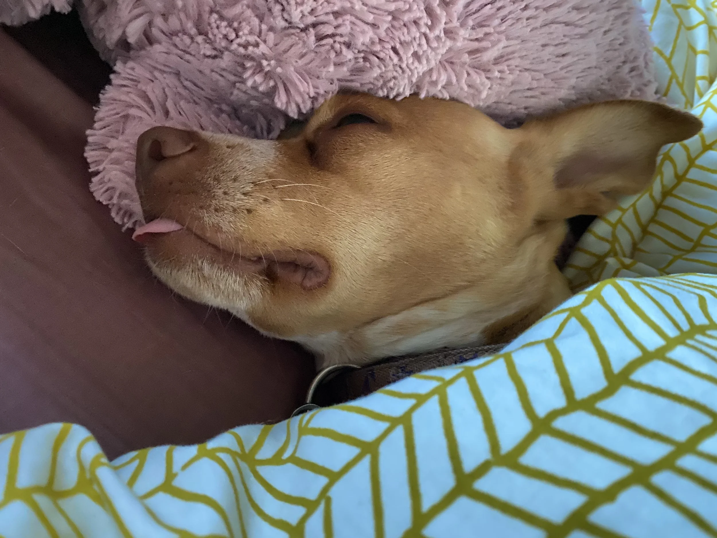 All tuckered out after paddle boarding, August 2020