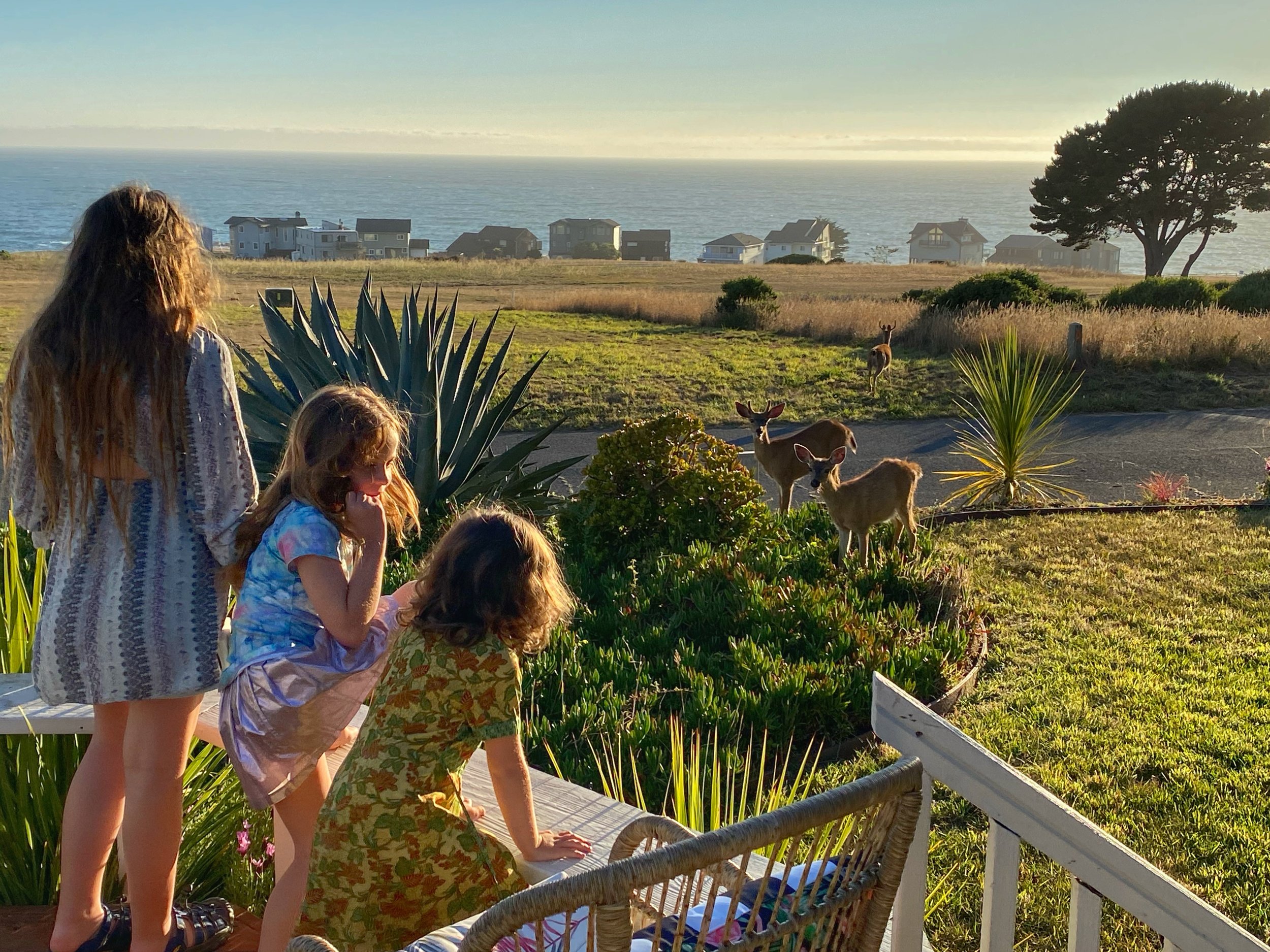 Watching deer in Manchester, CA, August 2020