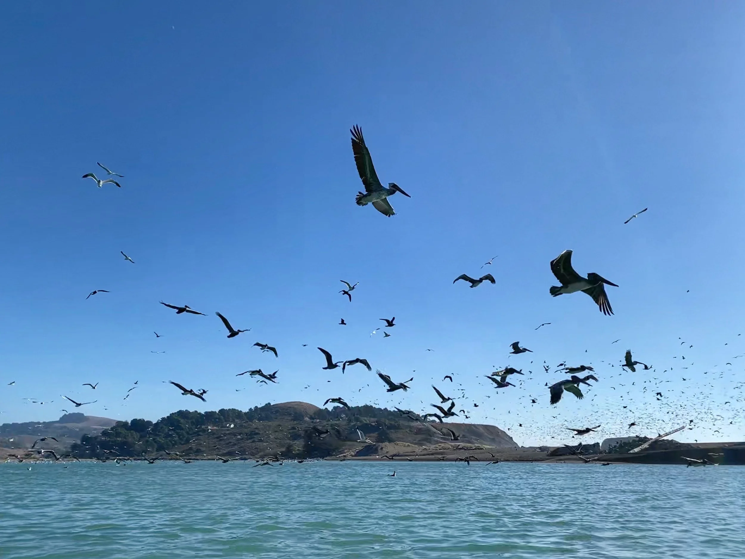Kayaking amongst pelicans on Erik's Birthday at mouth of Russian River in Jenner, November 2020