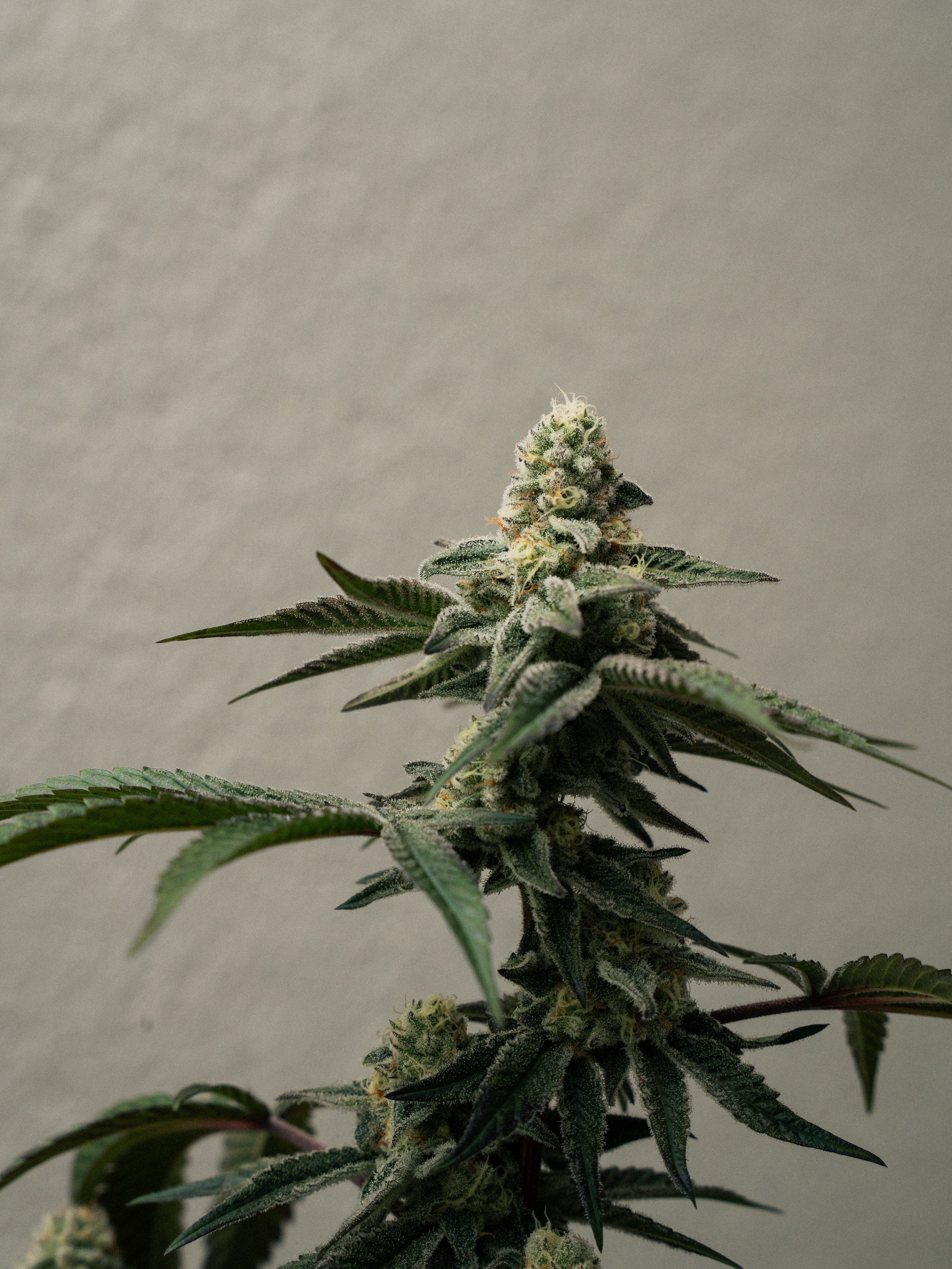 Pflanzen Gross Edit-9.jpg