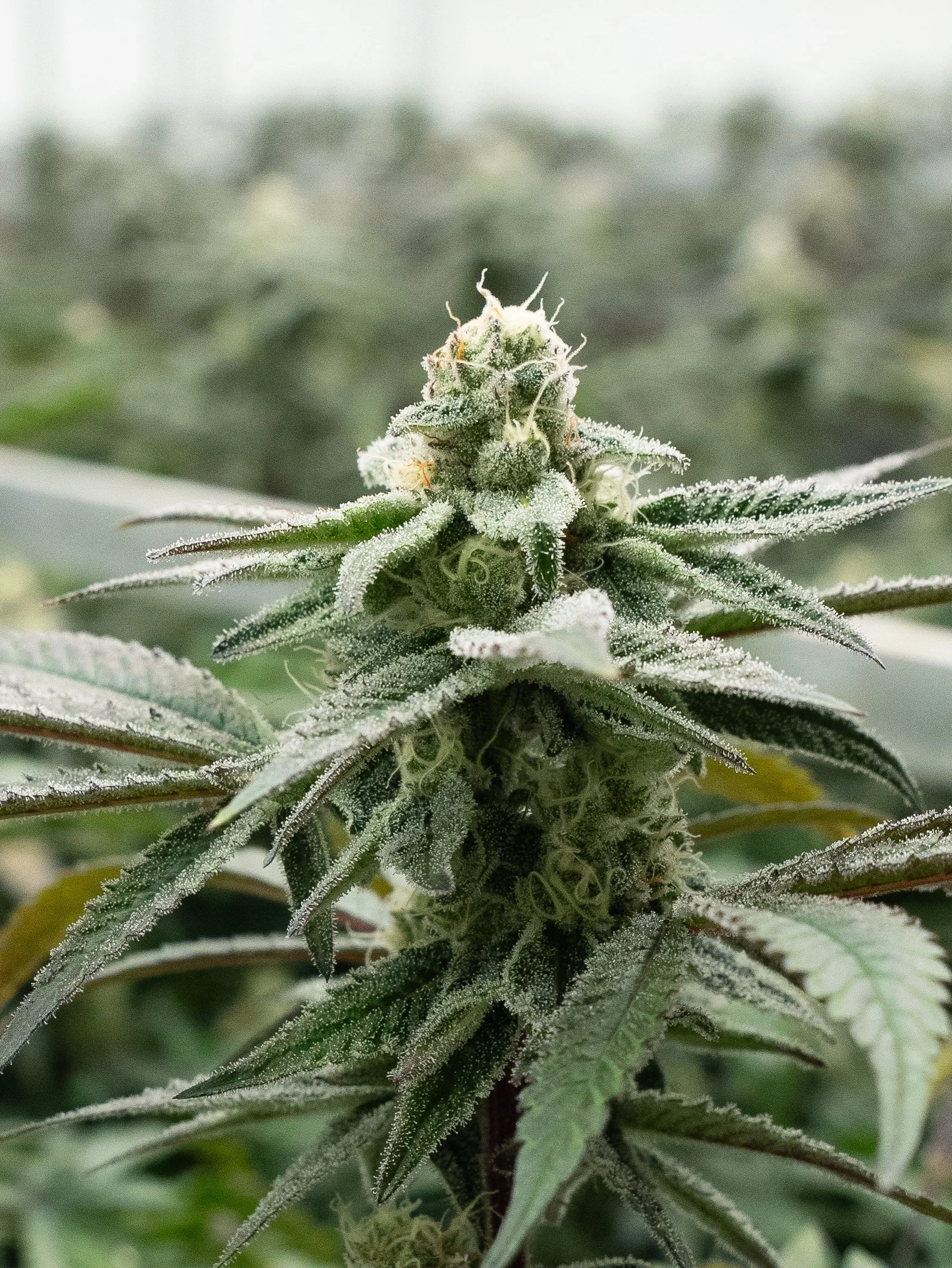 Pflanzen Gross Edit-51.jpg