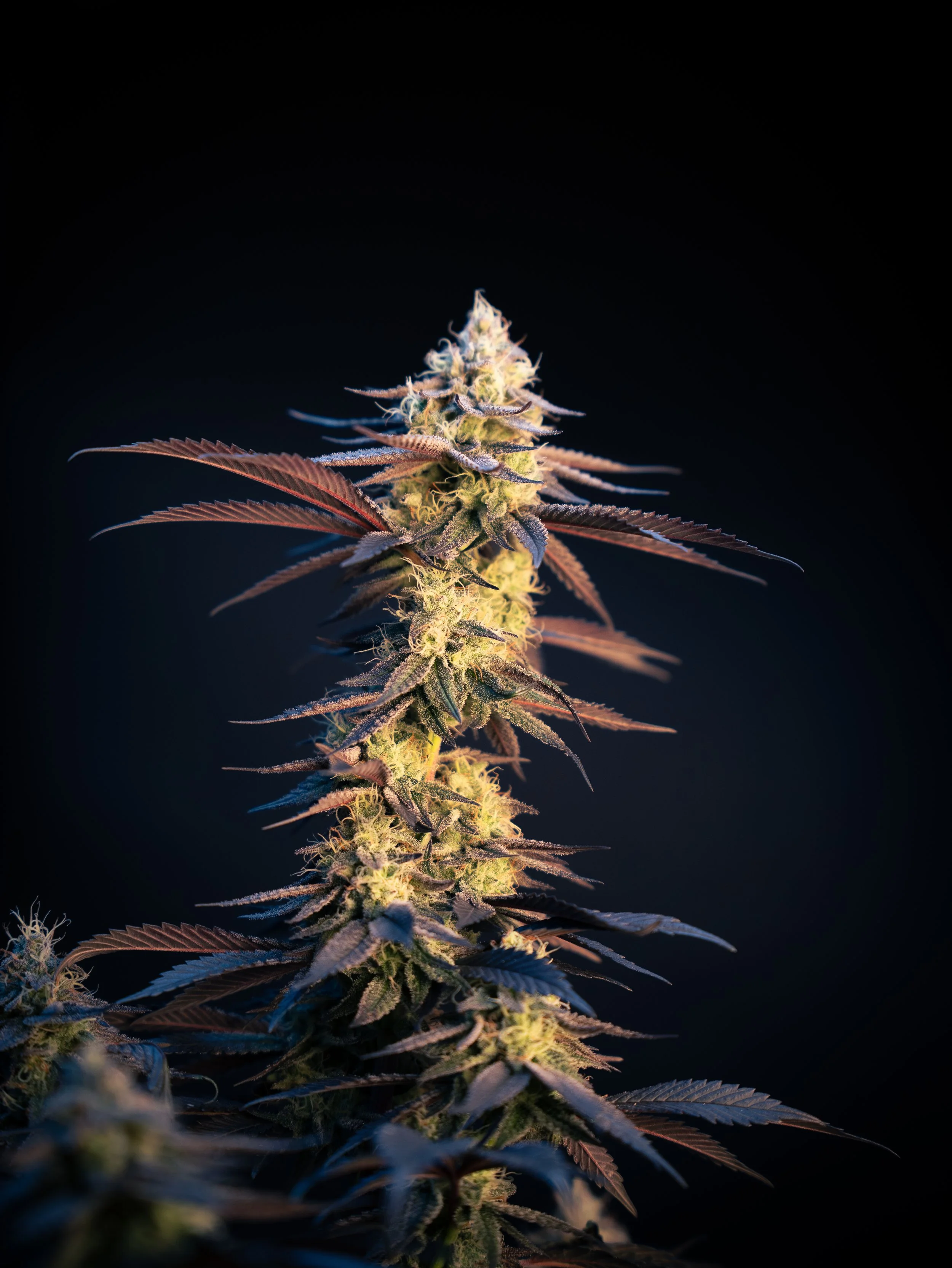 Pflanzen Gross Edit.jpg