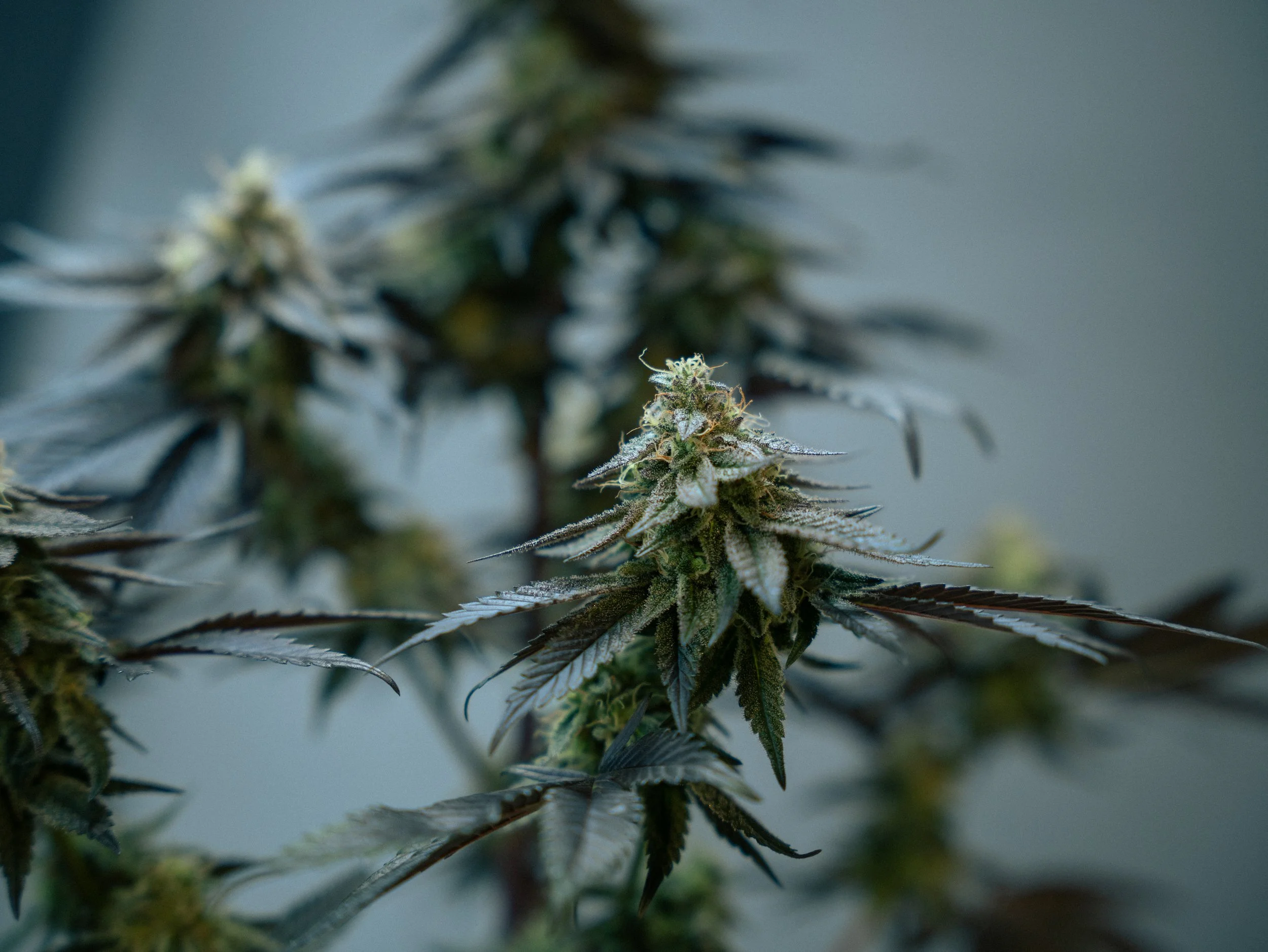 Pflanzen Gross Edit-78.jpg