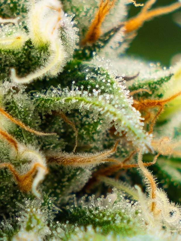 Pflanzen Gross Edit-30.jpg