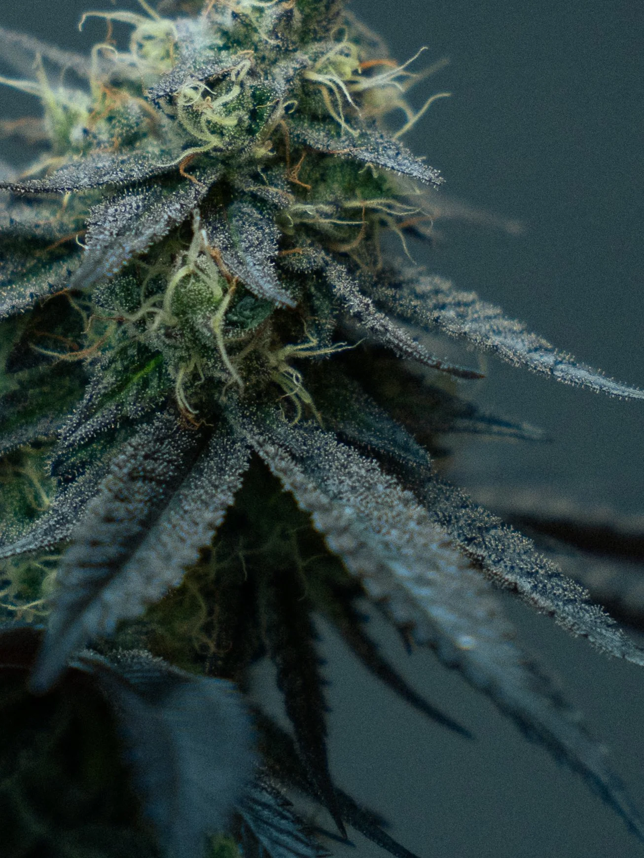 Pflanzen Gross Edit-86.jpg