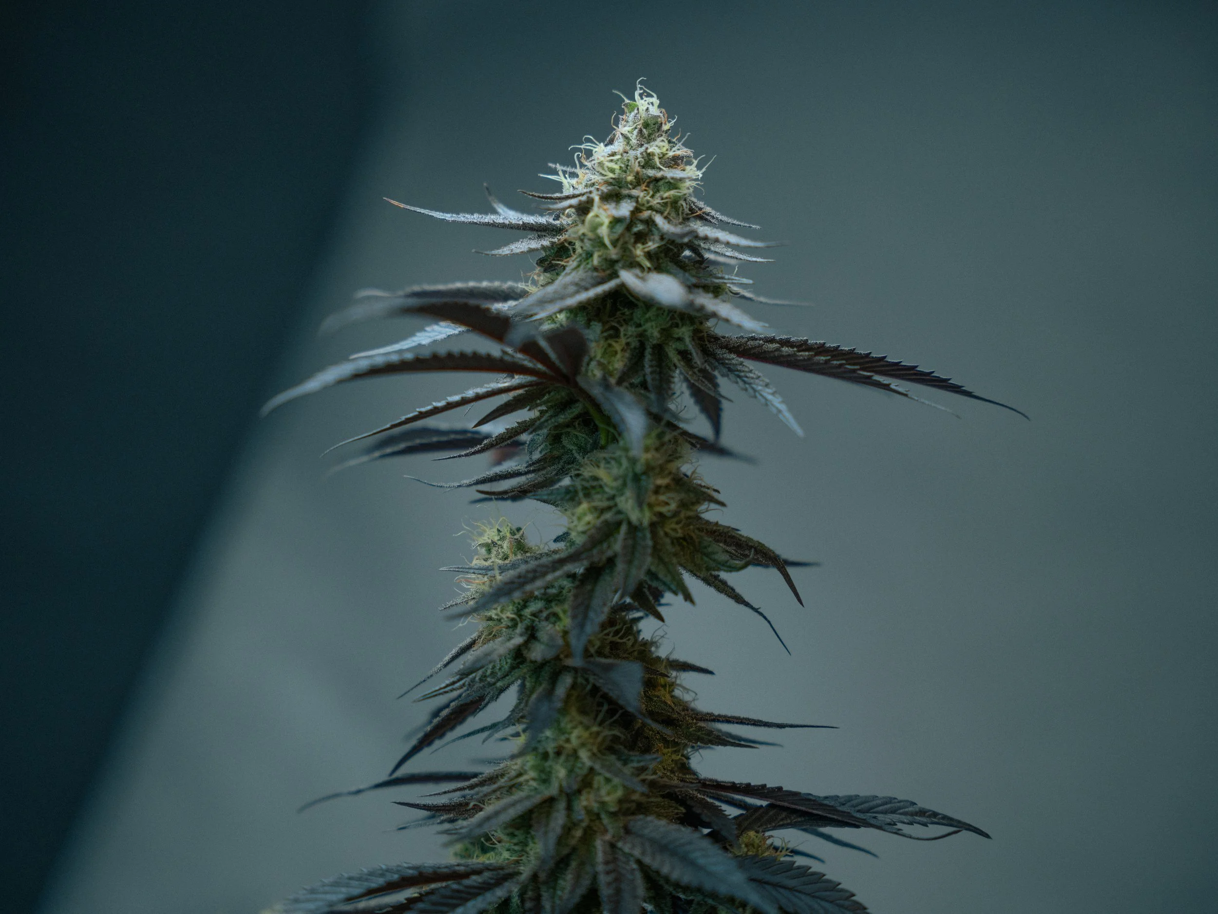 Pflanzen Gross Edit-83.jpg