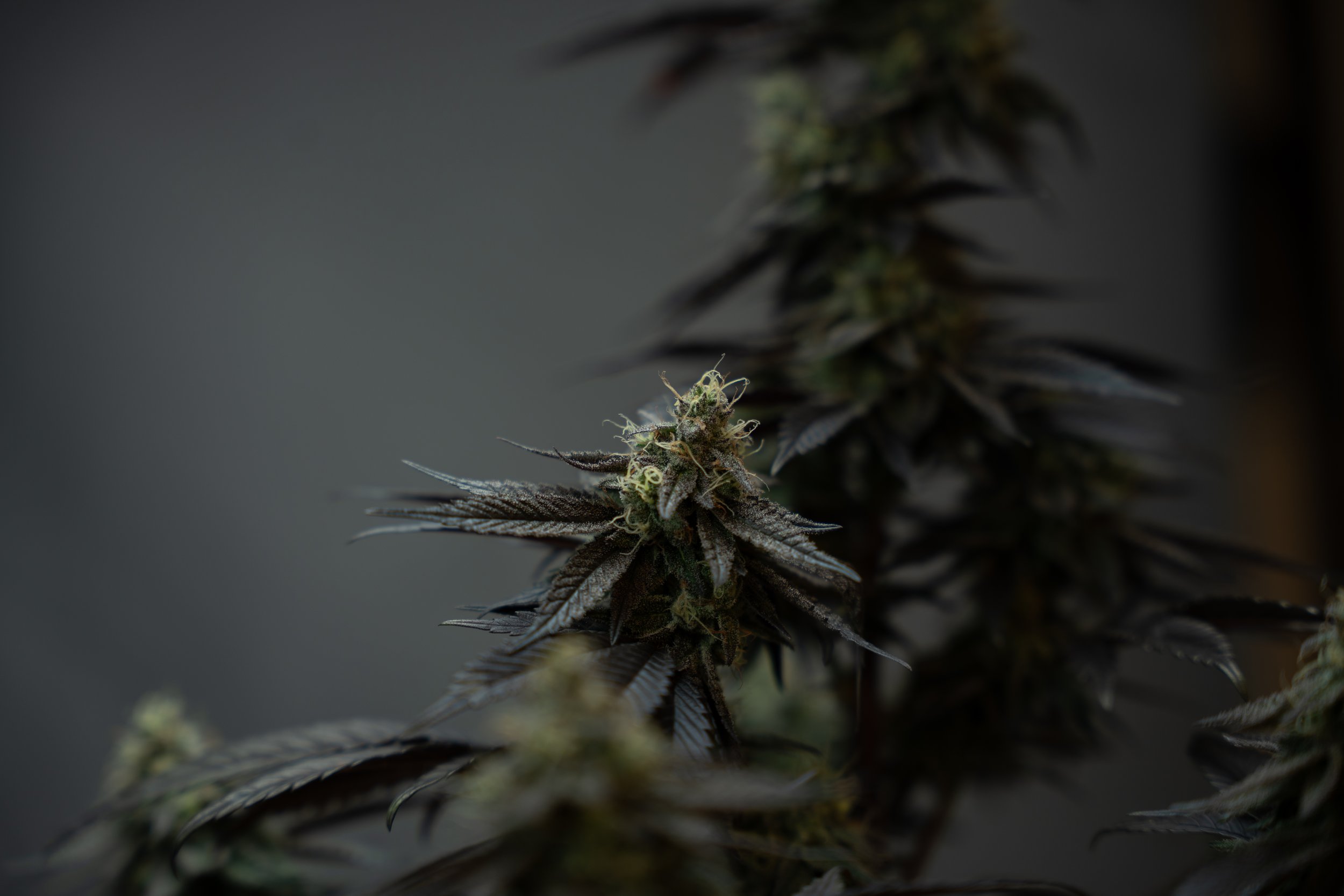 Pflanzen Gross Edit-77.jpg