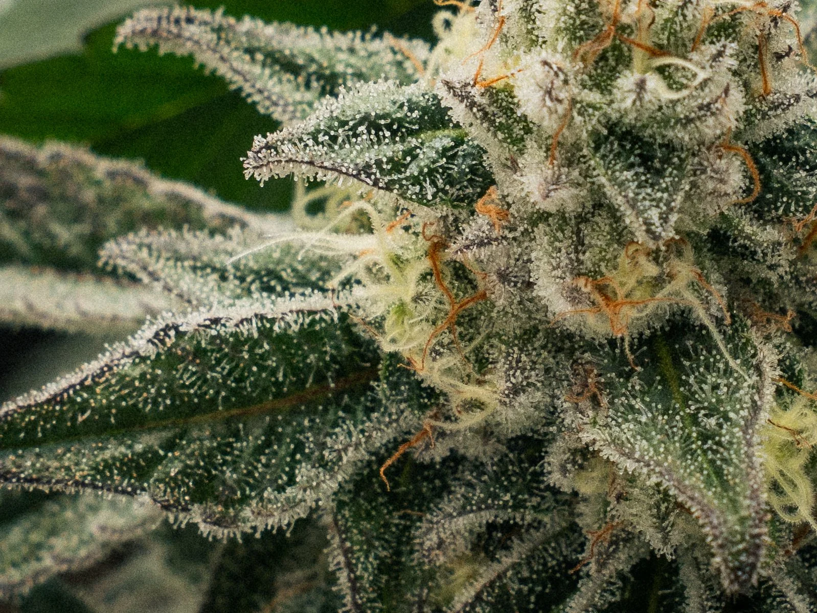 Pflanzen Gross Edit-19.jpg