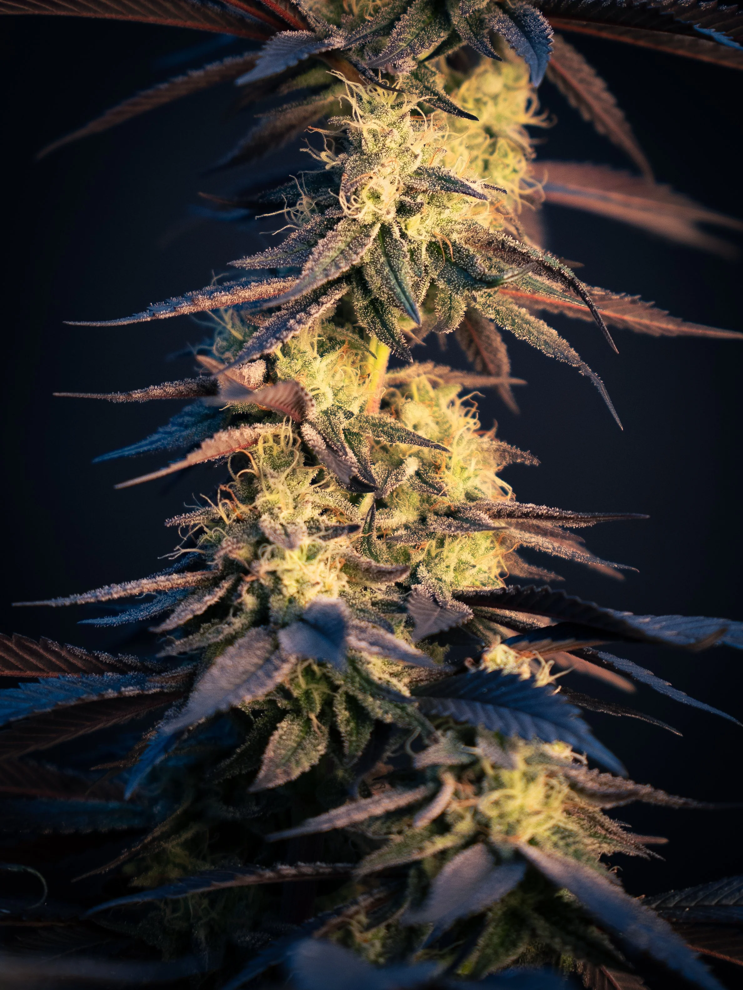 Pflanzen Gross Edit-2.jpg