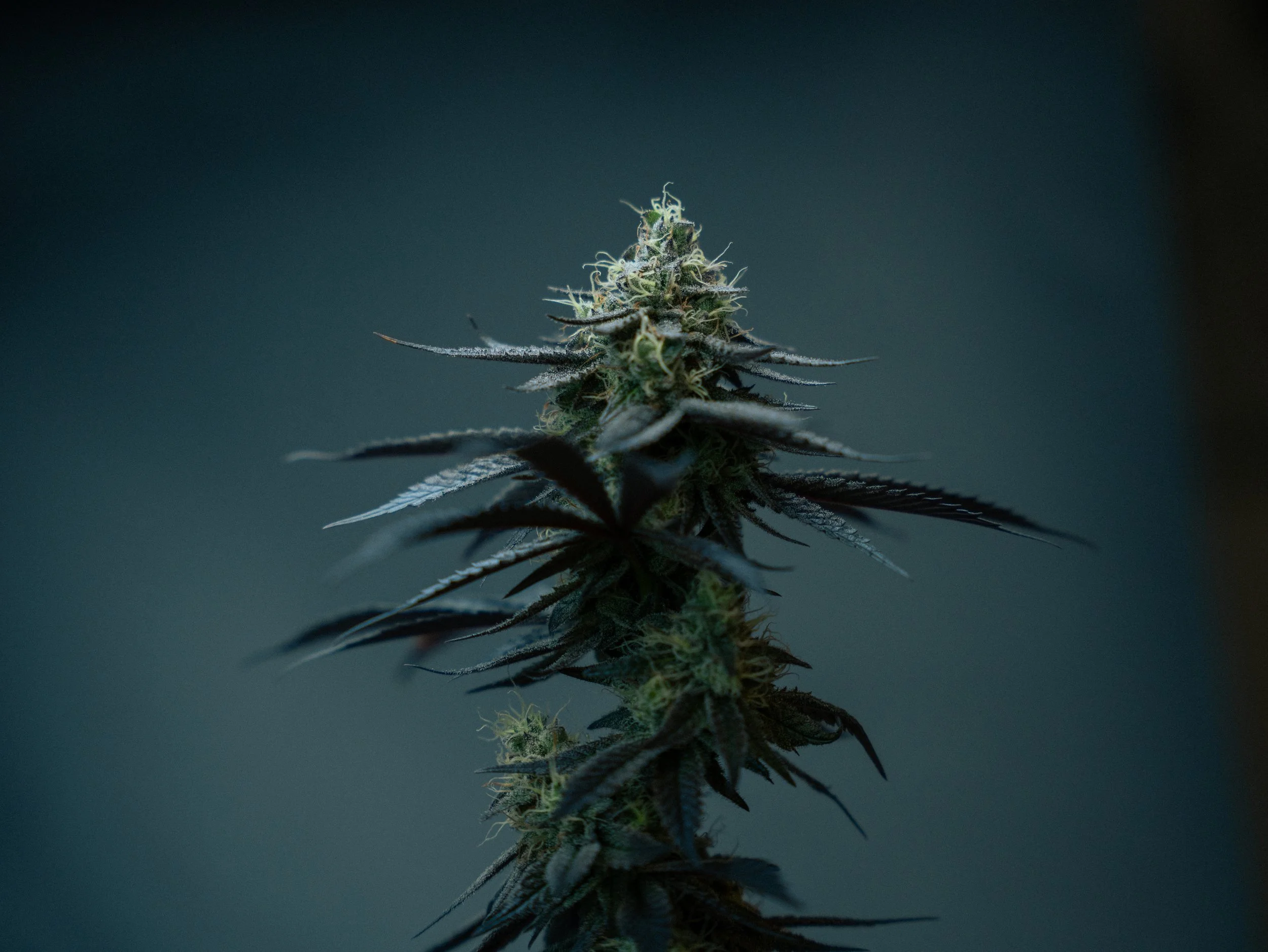 Pflanzen Gross Edit-84.jpg