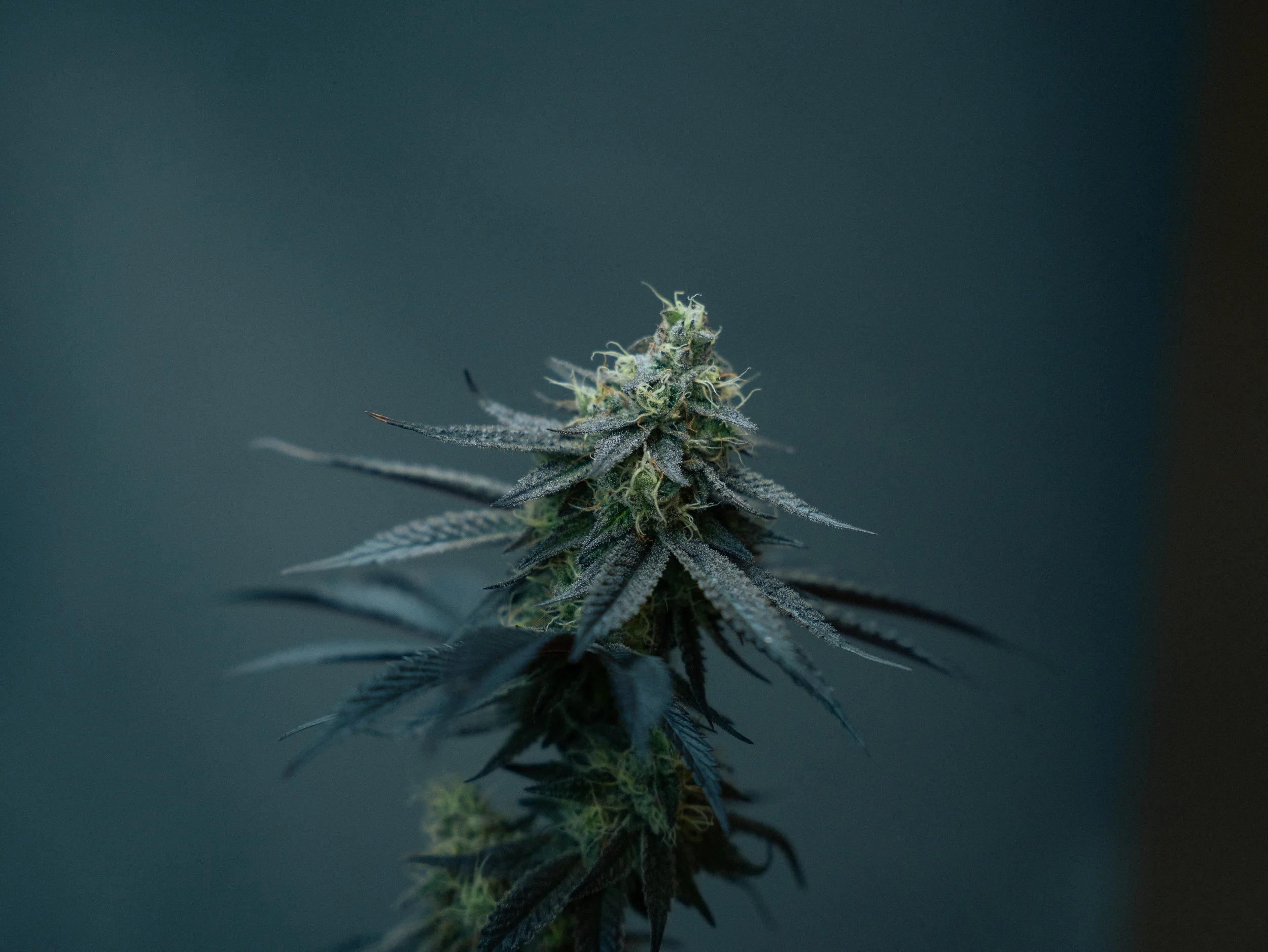 Pflanzen Gross Edit-85.jpg