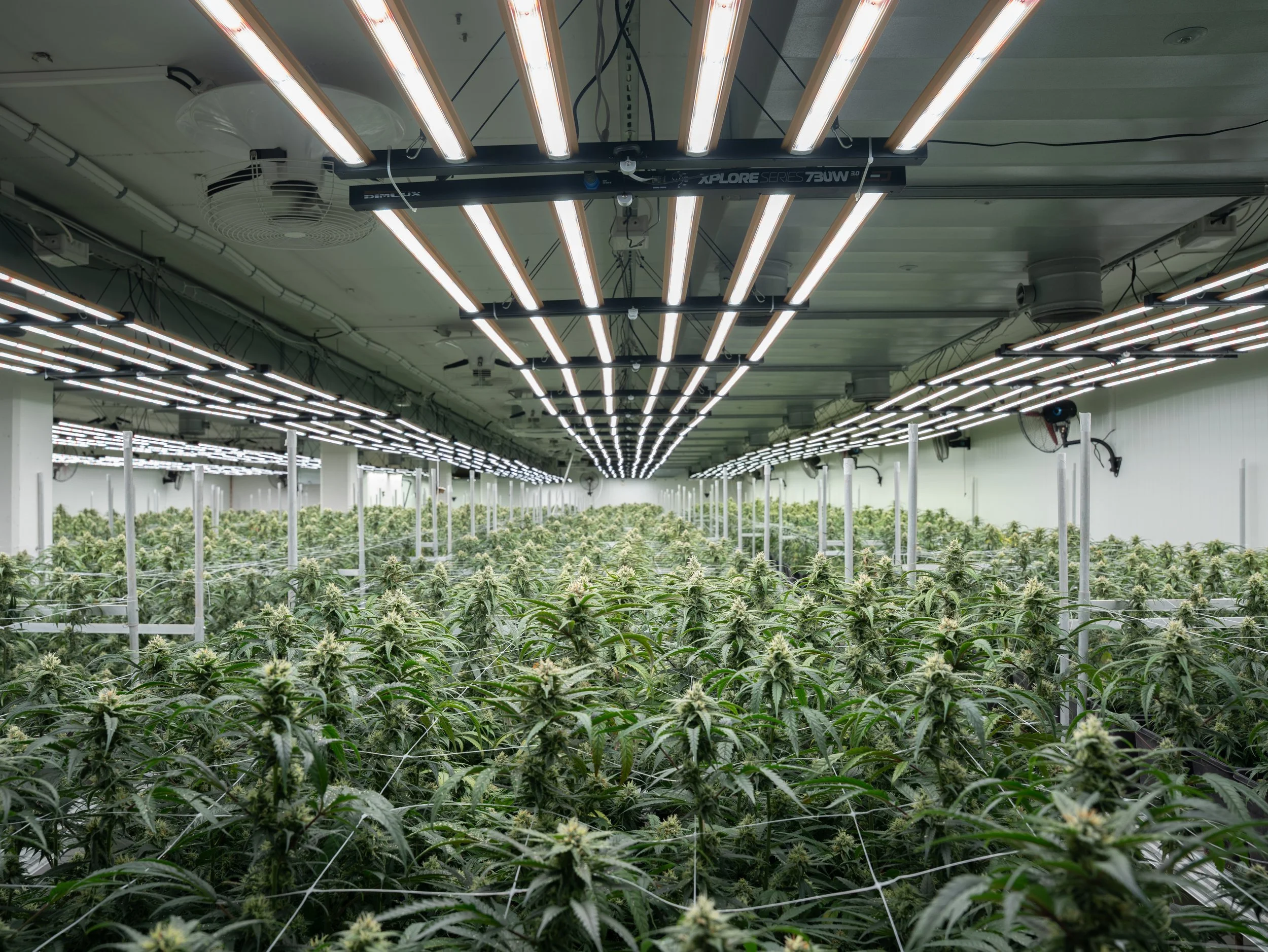 Pflanzen Gross Edit-24.jpg