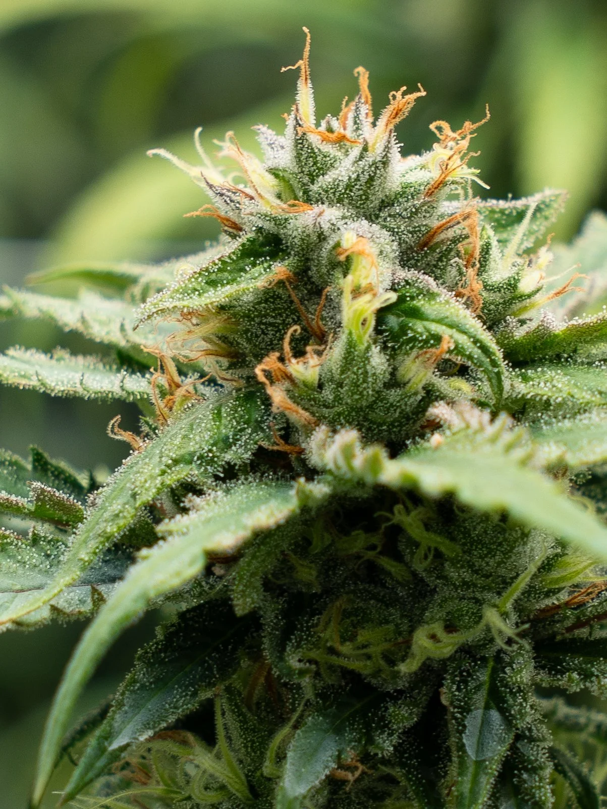 Pflanzen Gross Edit-28.jpg