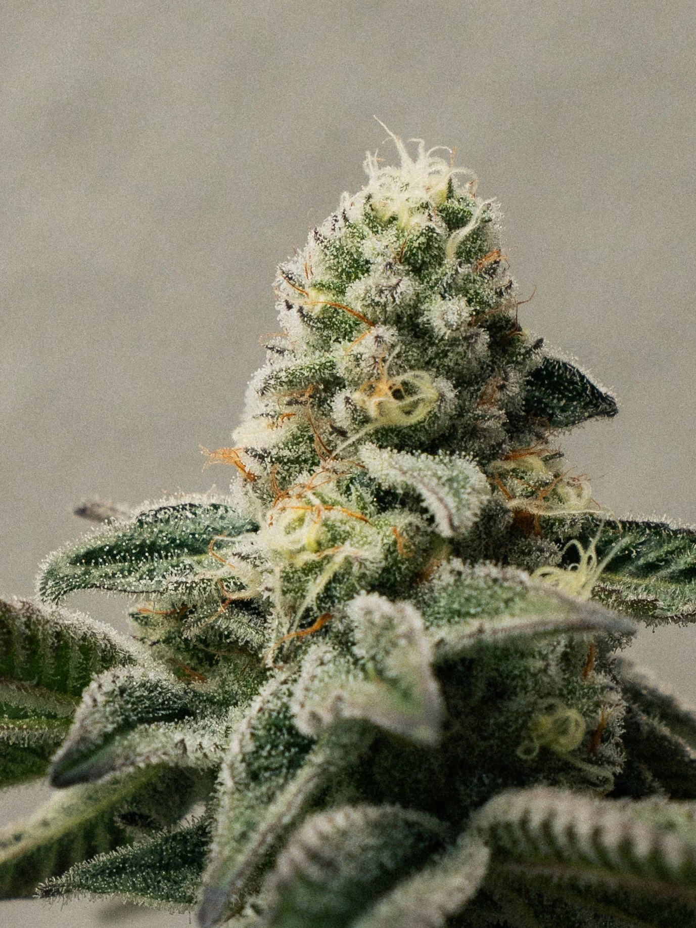 Pflanzen Gross Edit-10.jpg