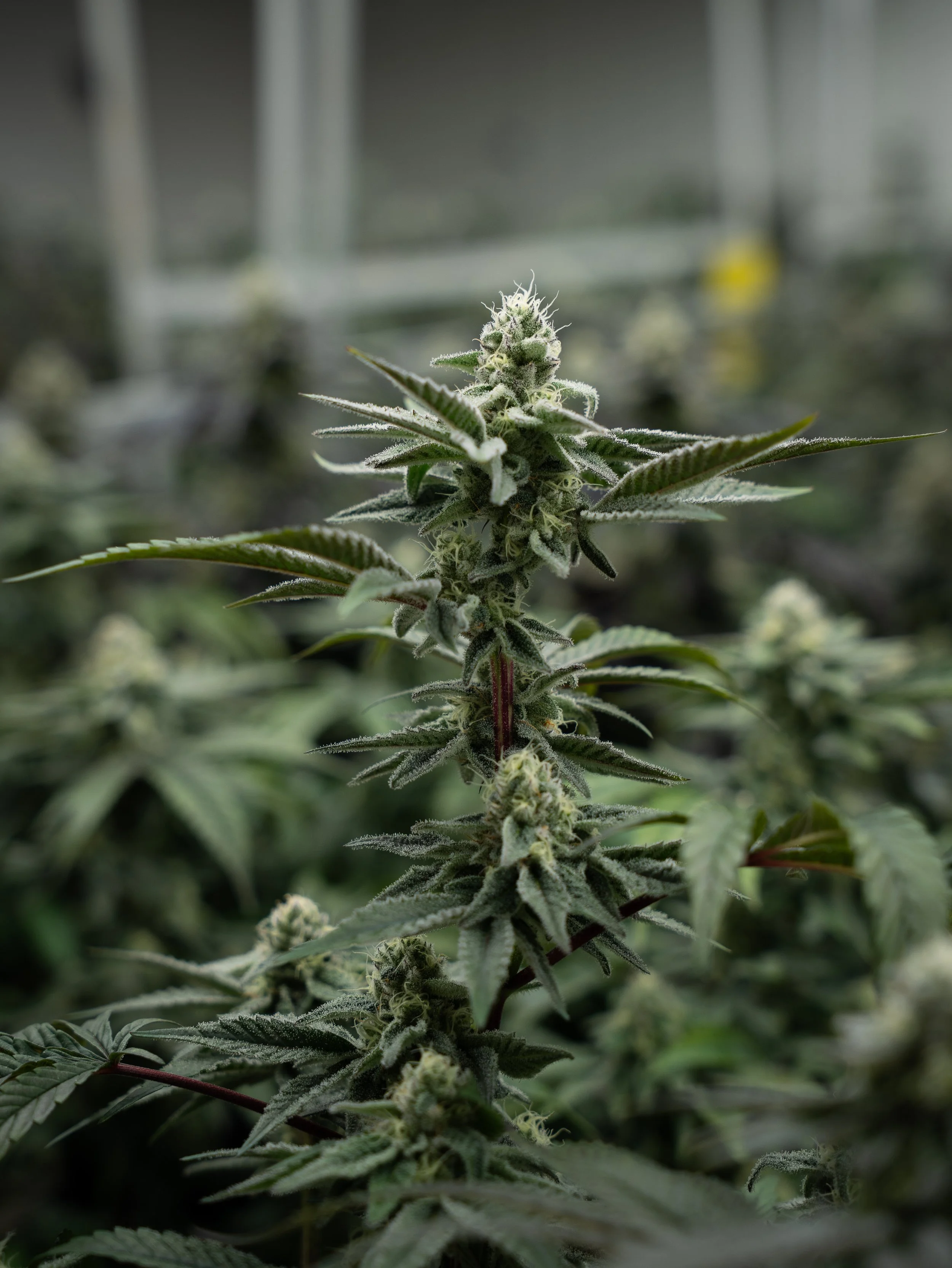 Pflanzen Gross Edit-43.jpg