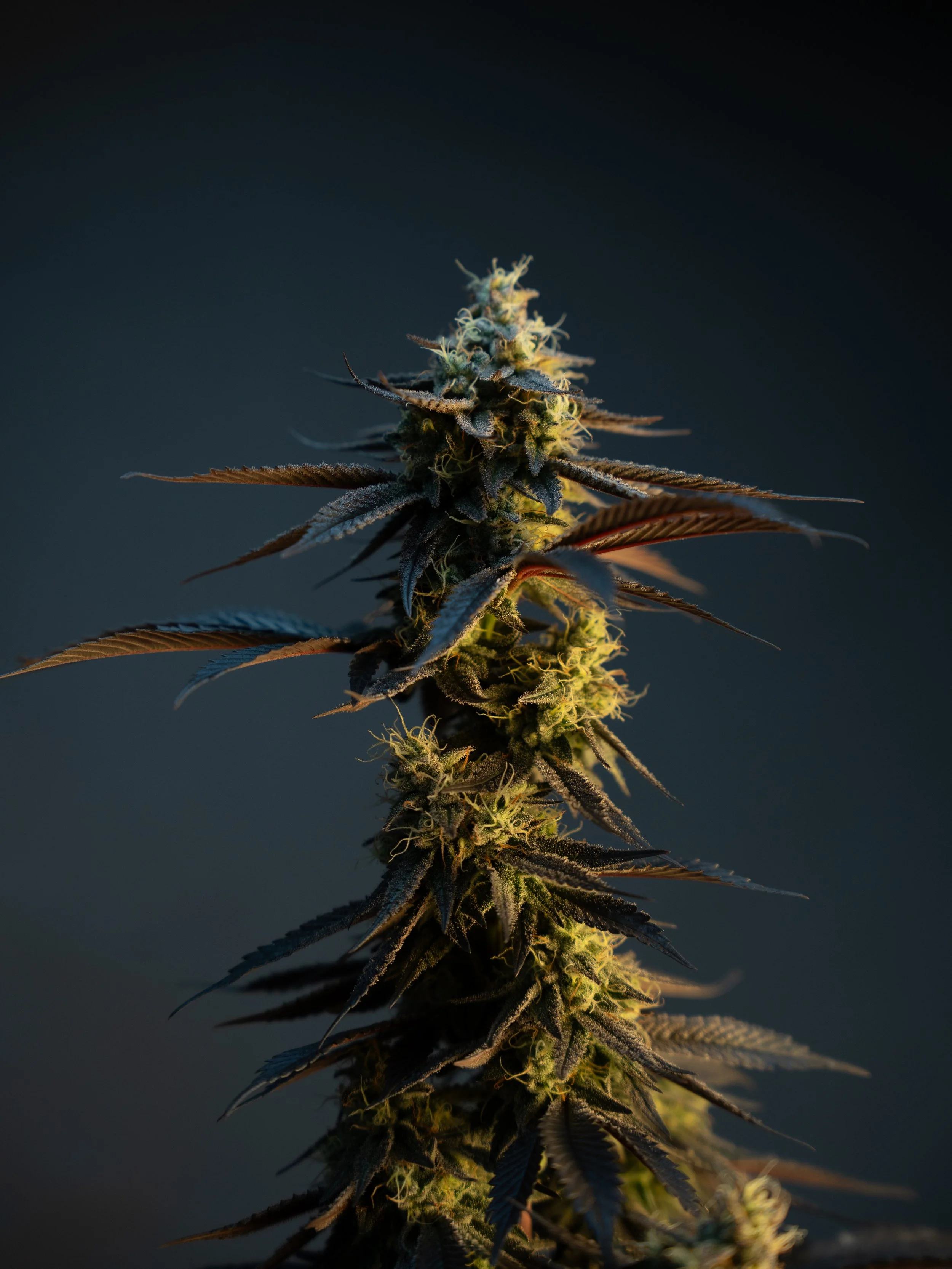 Pflanzen Gross Edit-64.jpg