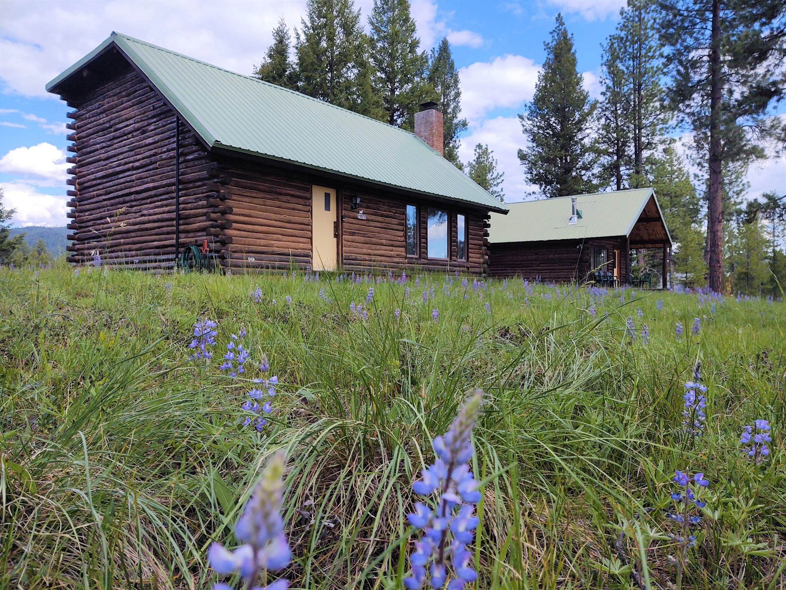 Both Cabins Lupine 2.jpg