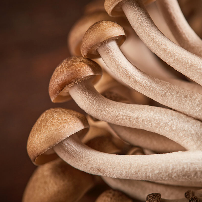 Brown Clamshell mushrooms