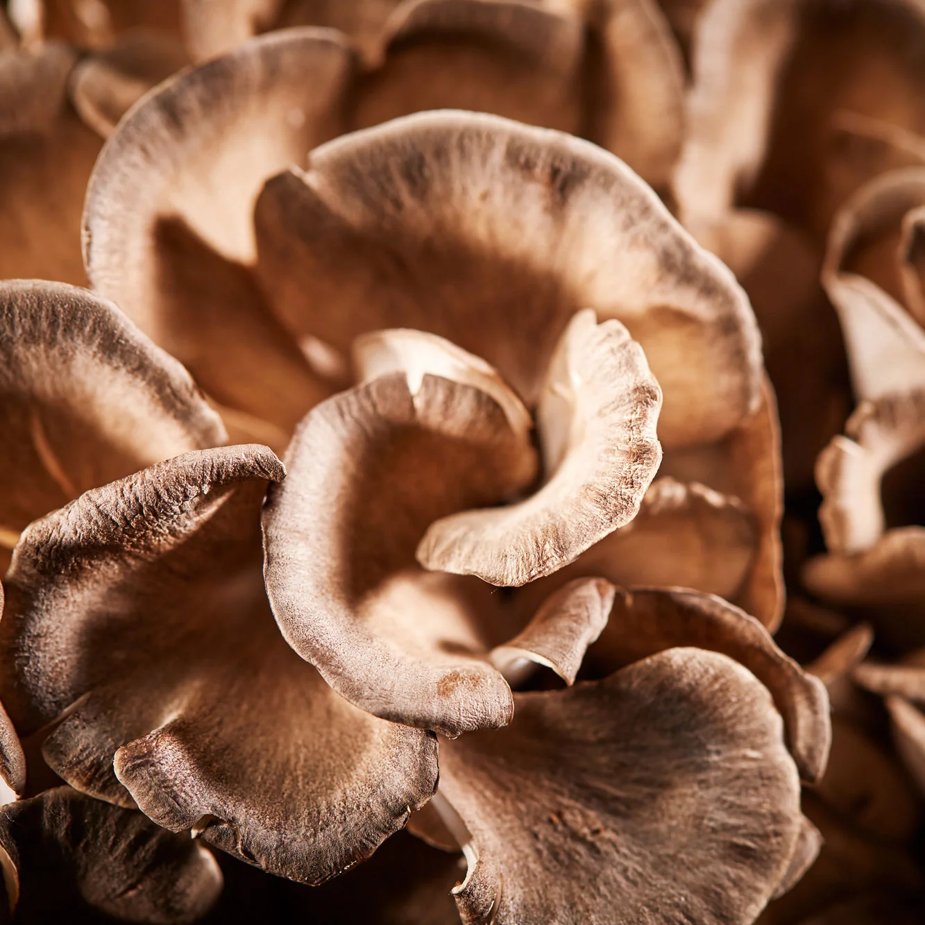 Maitake Frondosa