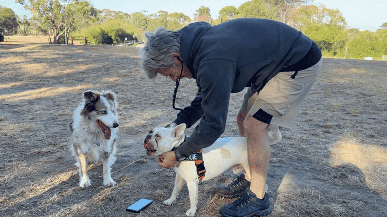 Dr Arthur House, Small Animal Surgery Specialist, assessing a French Bulldog for brachycephalic airway disease (BOAS) following exercise.