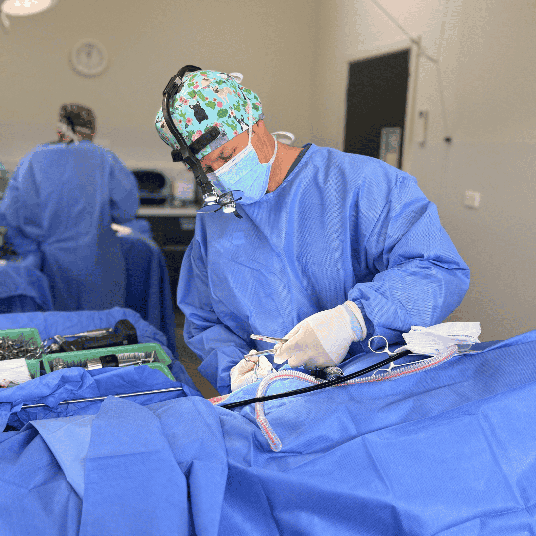 Dr Arthur House, Small Animal Surgery Specialist, performing soft tissue surgery on a dog in a veterinary operating theatre.