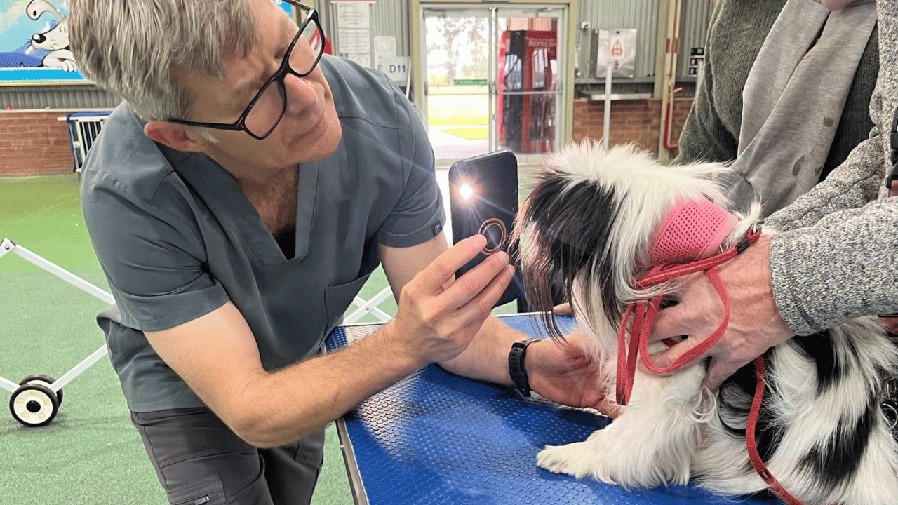 Dr Arthur House, Australia’s Chief RFG Assessor and Small Animal Surgery Specialist, conducting a Respiratory Function Grading (RFG) assessment on a brachycephalic dog at a Dogs Victoria health testing day.