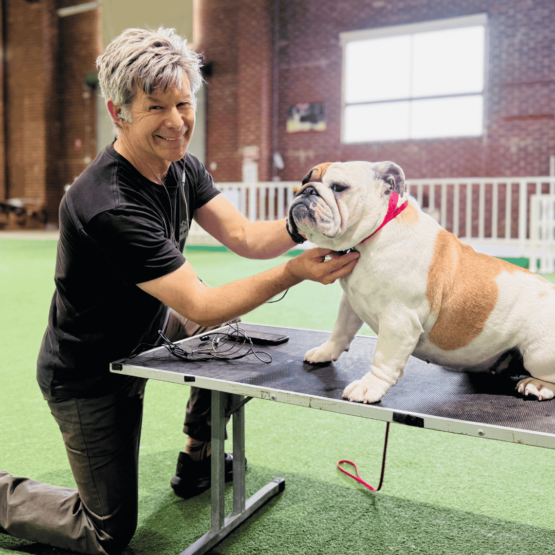 Dr Arthur House, Small Animal Surgery Specialist, assessing an English Bulldog for brachycephalic airway disease (BOAS).