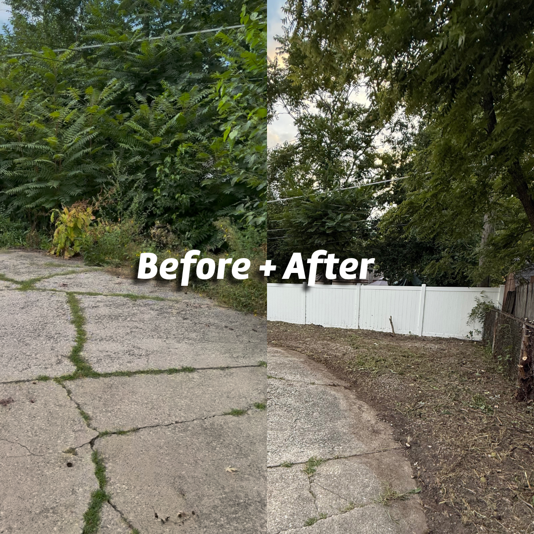 Side-by-side comparison of a yard before and after cleanup. The 'before' side shows overgrown bushes and cracked pavement with weeds growing through. The 'after' side features a cleared area with a white fence, trimmed trees, and a clean, maintained yard.