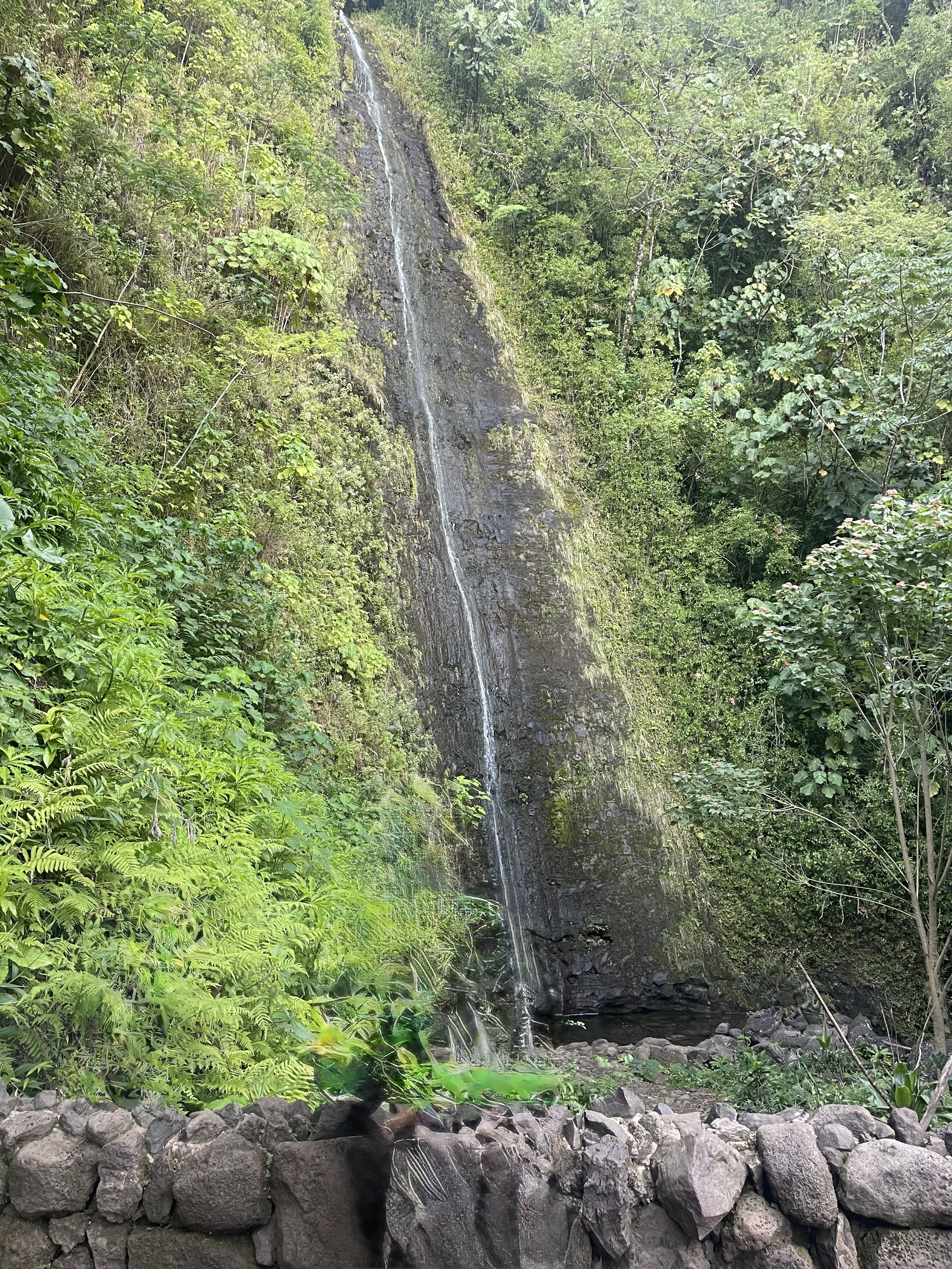 Manoa Falls A tall, narrow waterfall cascading down a moss-covered rock face surrounded by lush green vegetation, with a stone wall in the foreground.
