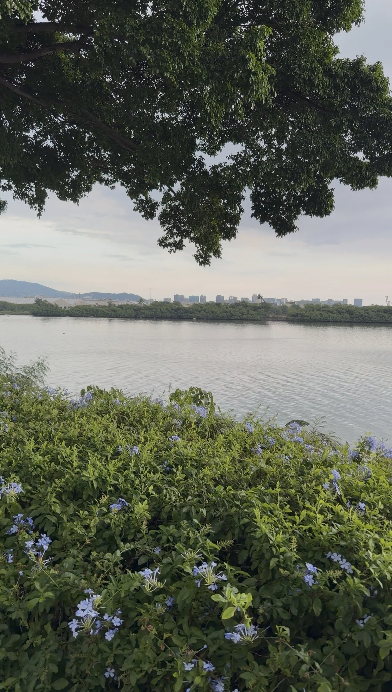 Honolulu Hawaii A scenic view of a river with a city skyline in the background, framed by green trees and bushes with purple flowers in the foreground.