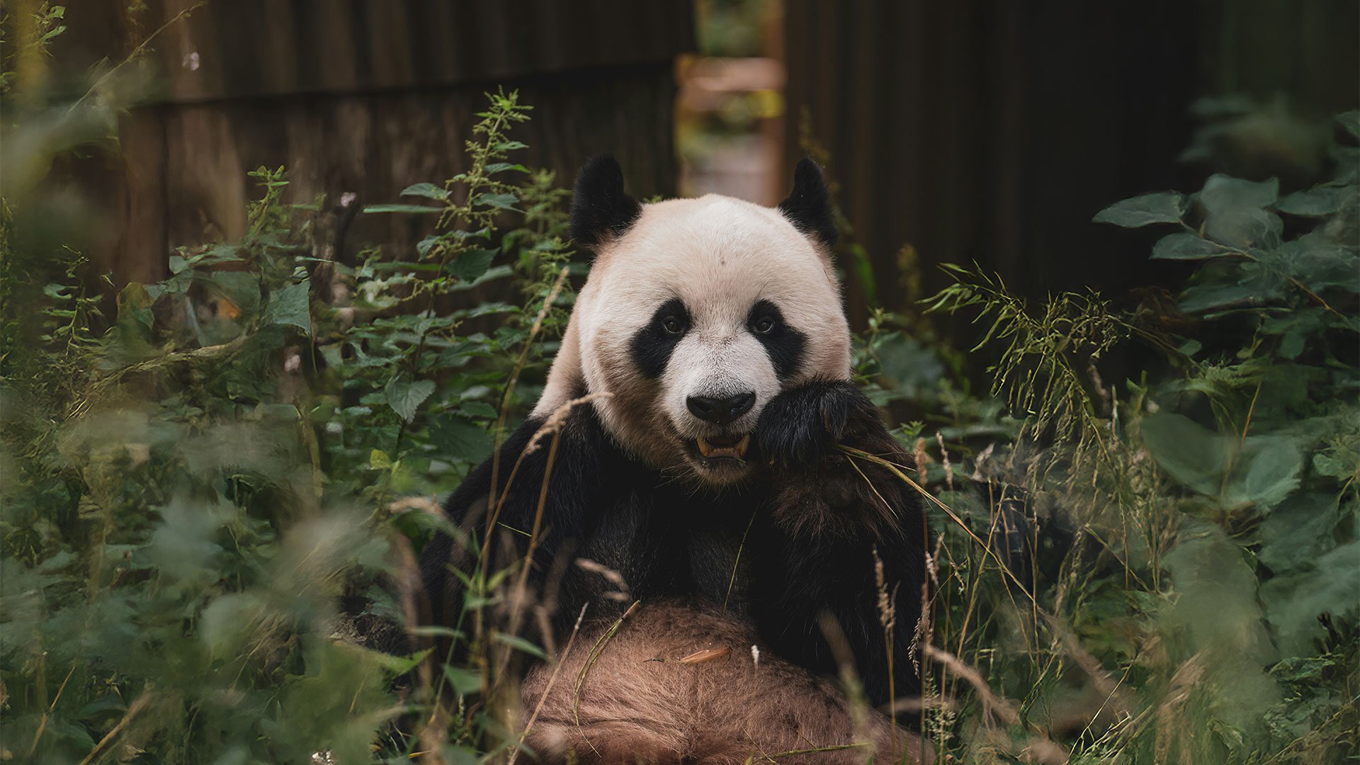 Panda-Low-Res-02.jpg