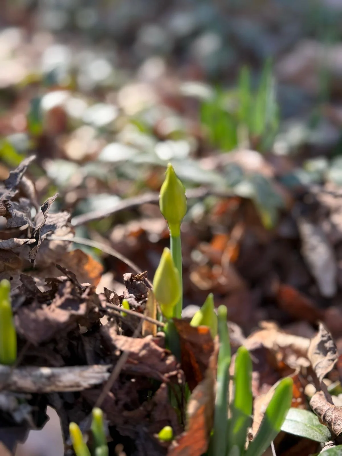 From Coherence to Connection: Welcoming March