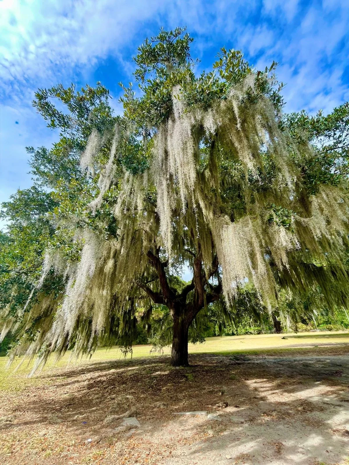 Grandfather Tree Whisper Meditation