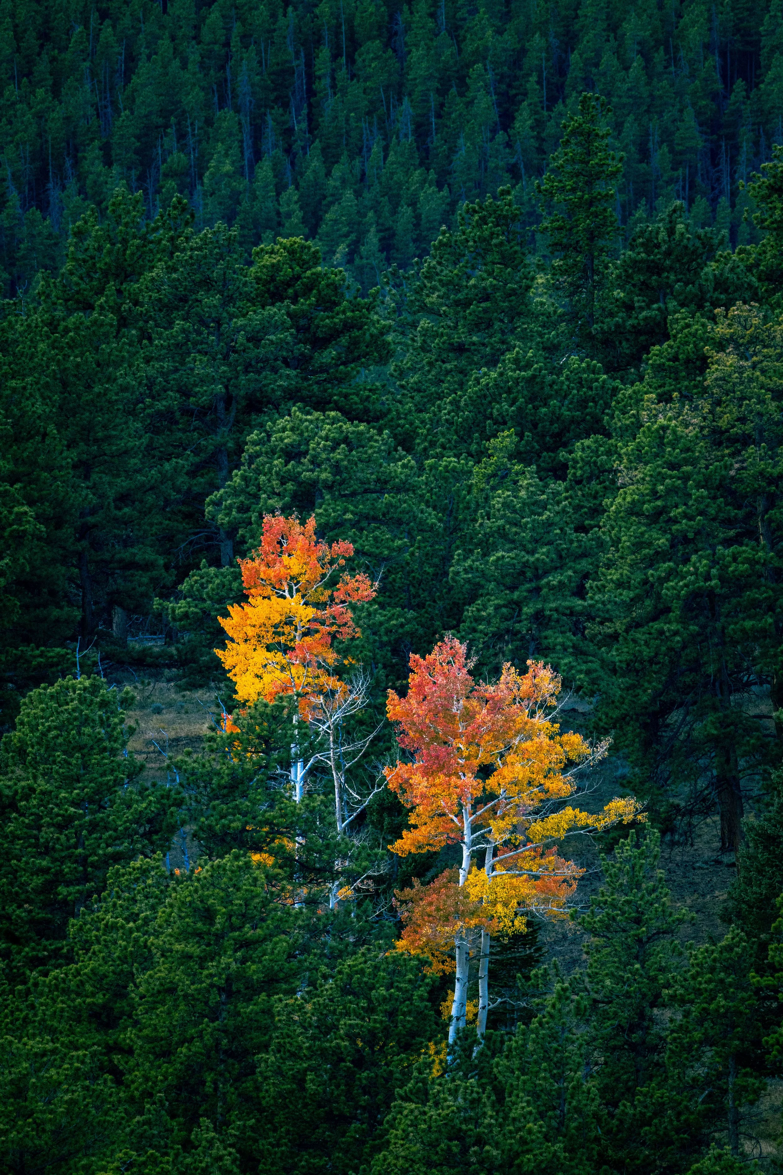 _MG_2751.jpg