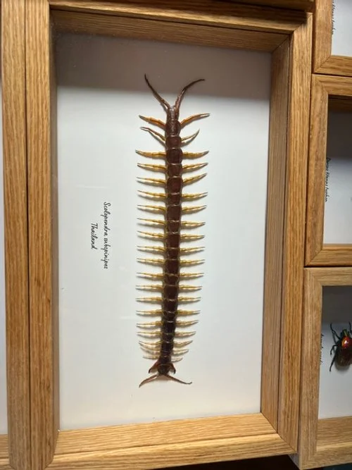 Scolopendra subspinipes