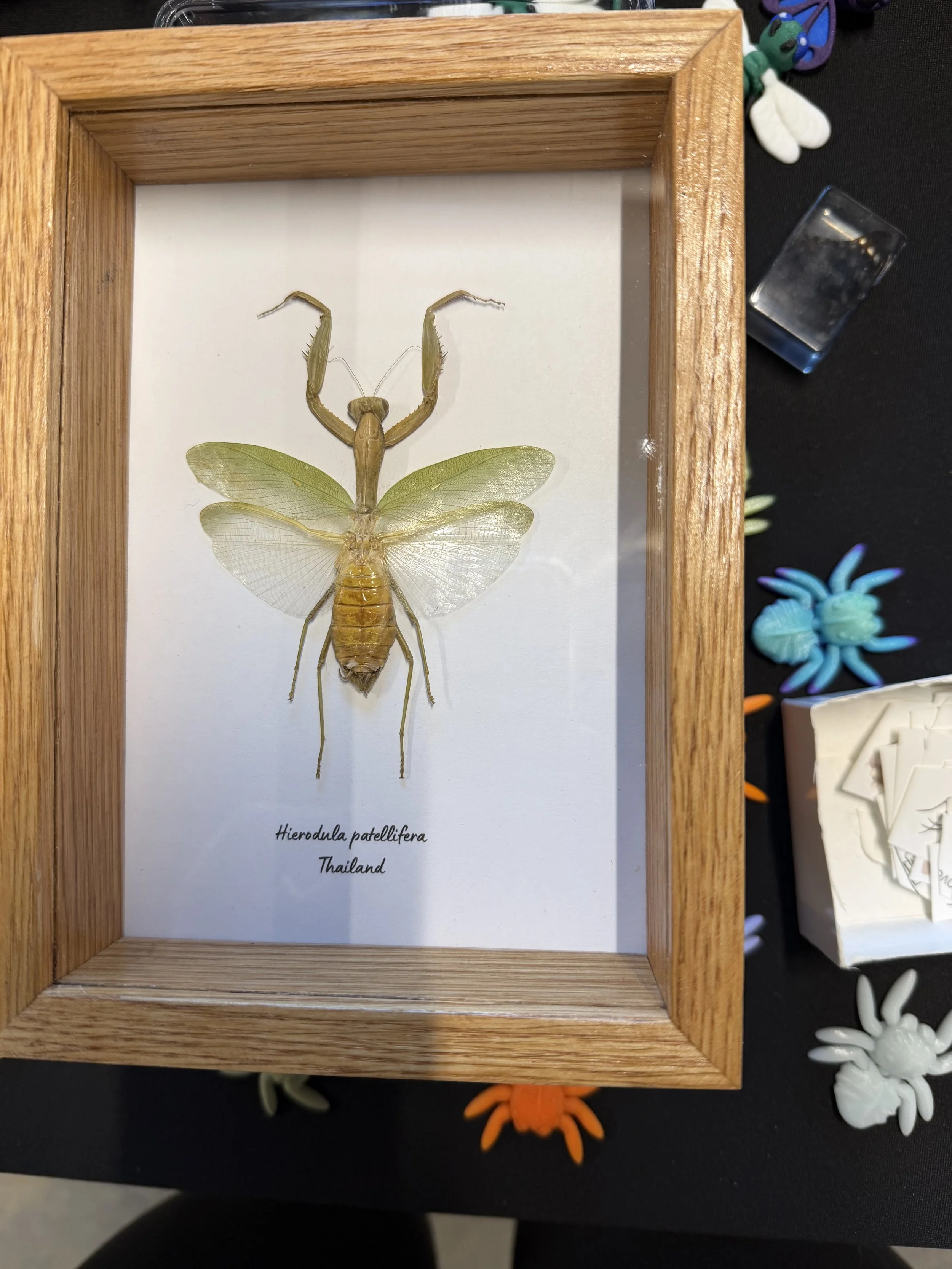 Hierodula patellifera