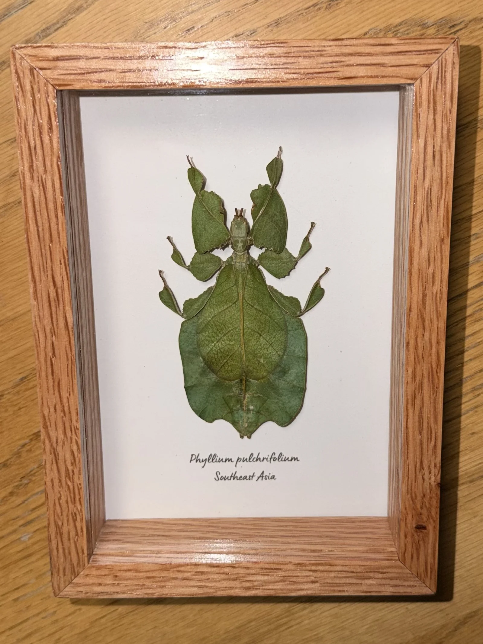 Phyllium pulchrifolium