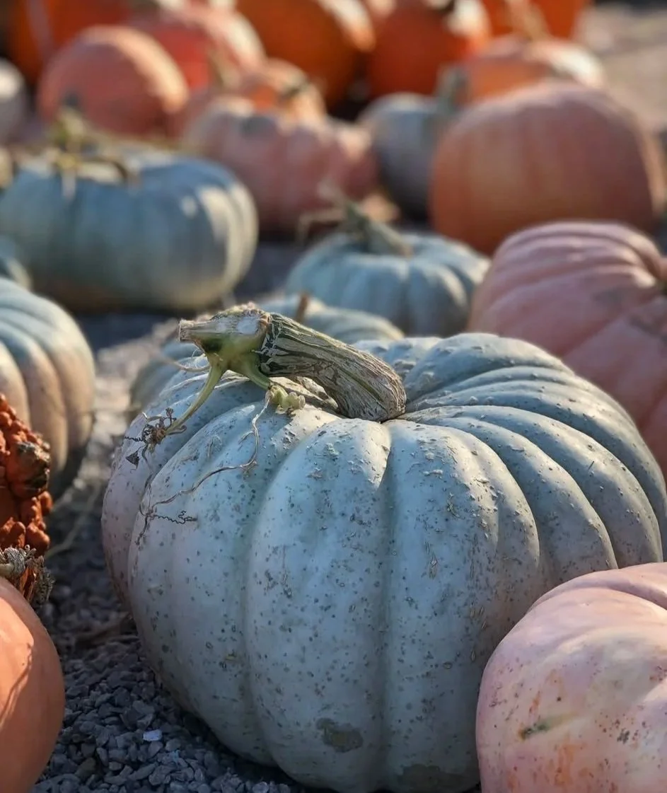 Helmi's Gardens Fall Festival
