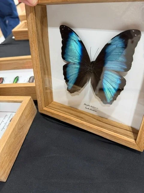 Morpho deidamia