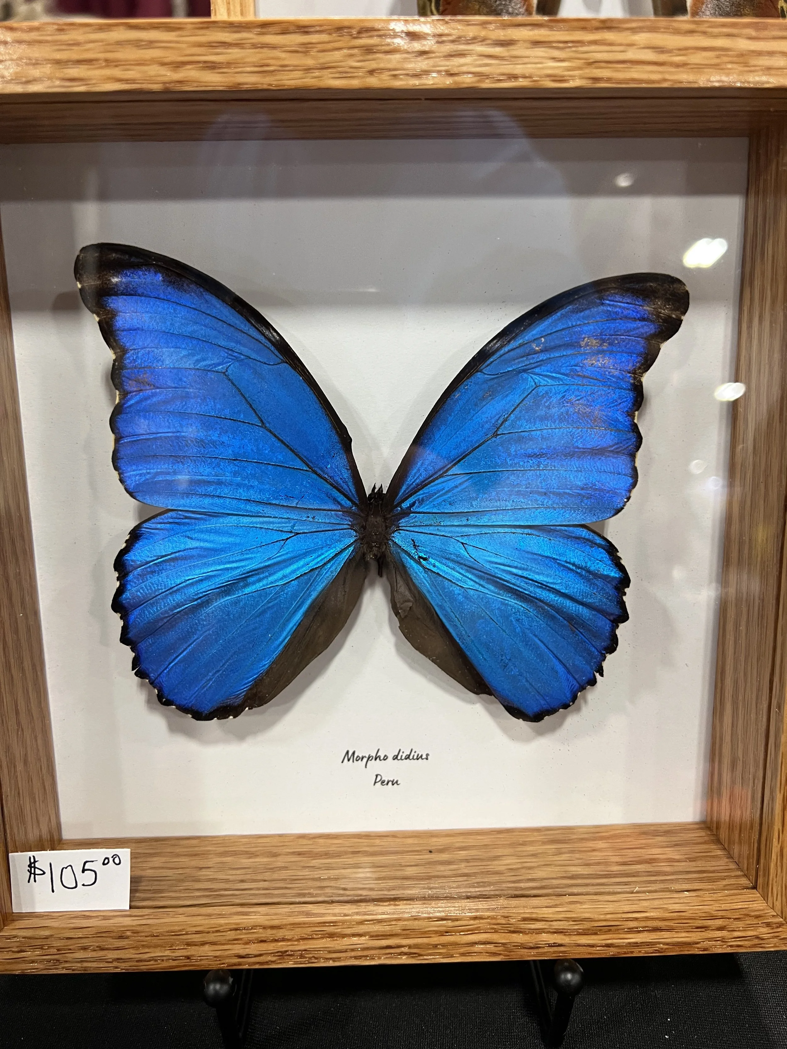 IMG_2799.jpeg