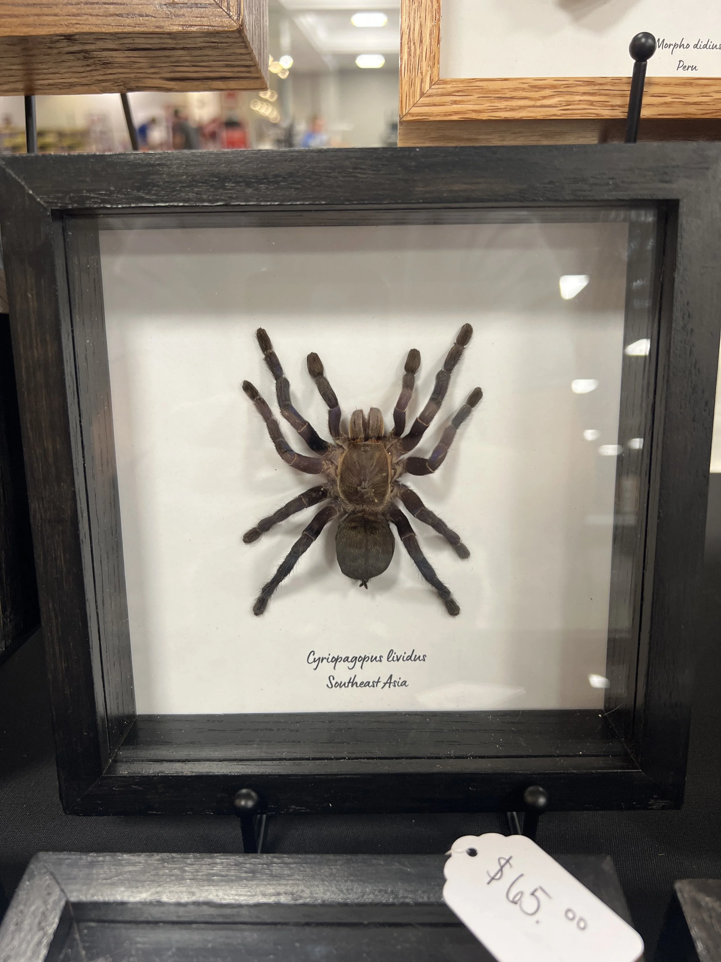 Cyriopagopus lividus