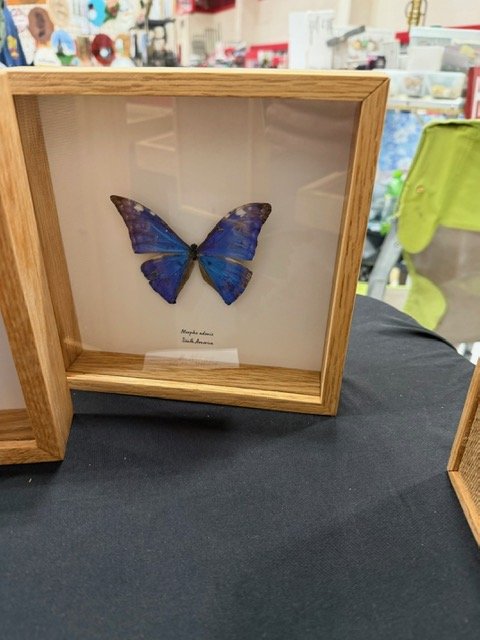 Morpho adonis