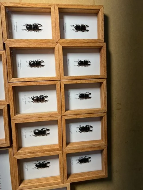 Dorcus titanus typhon