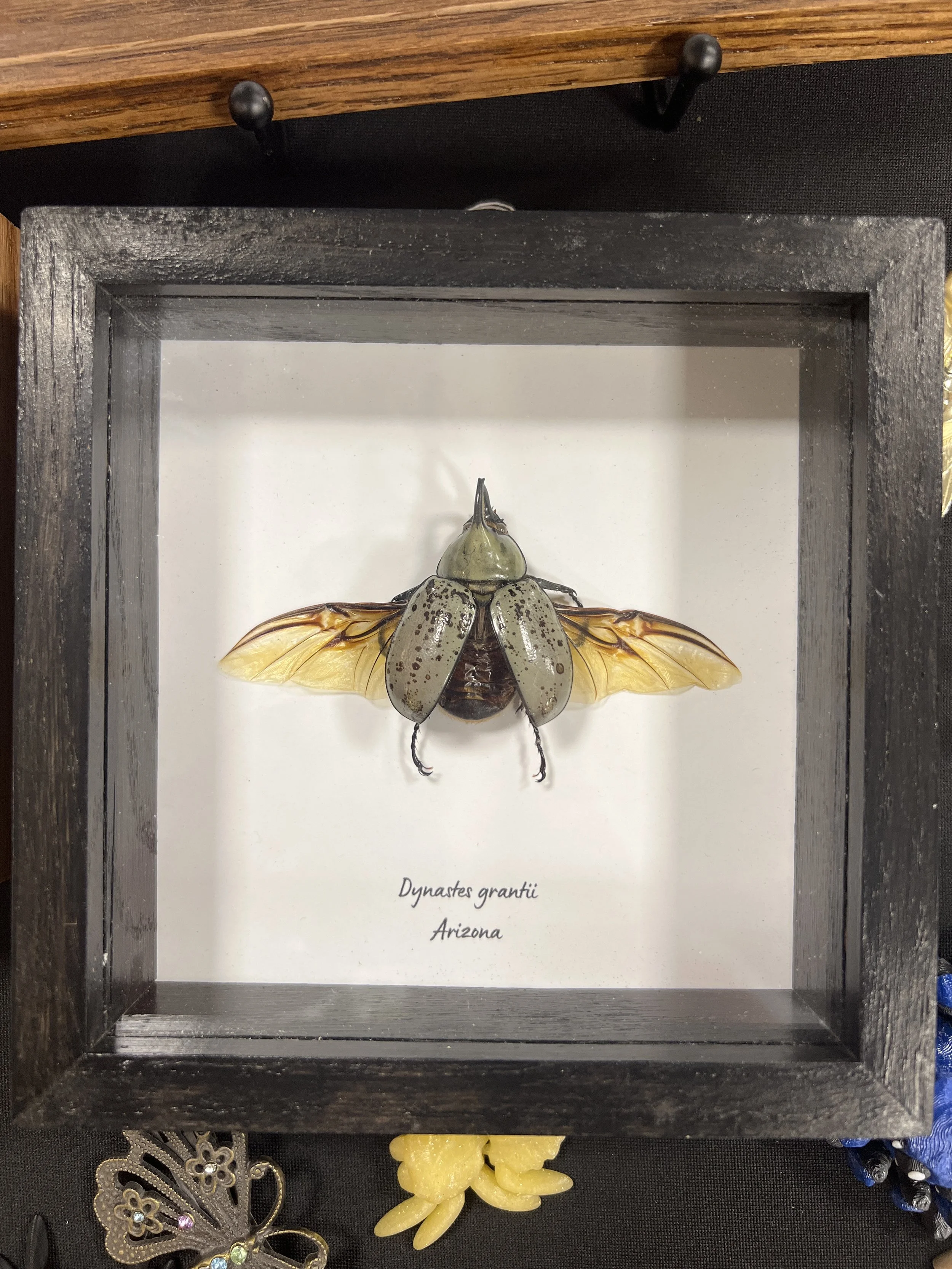 Dynastes grantii