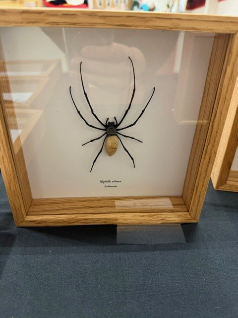 Nephila vitiana