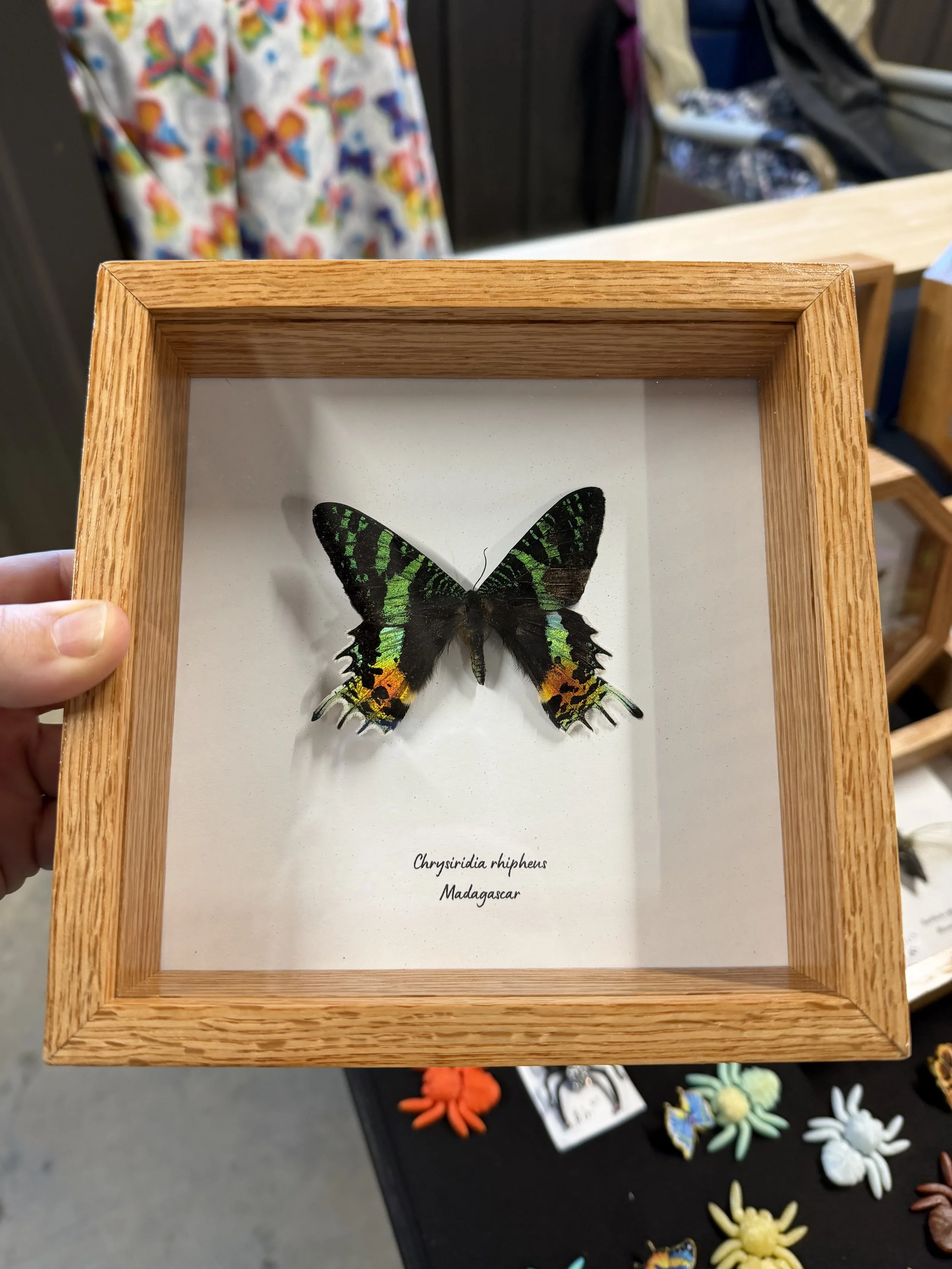 Chrysiridia rhipheus