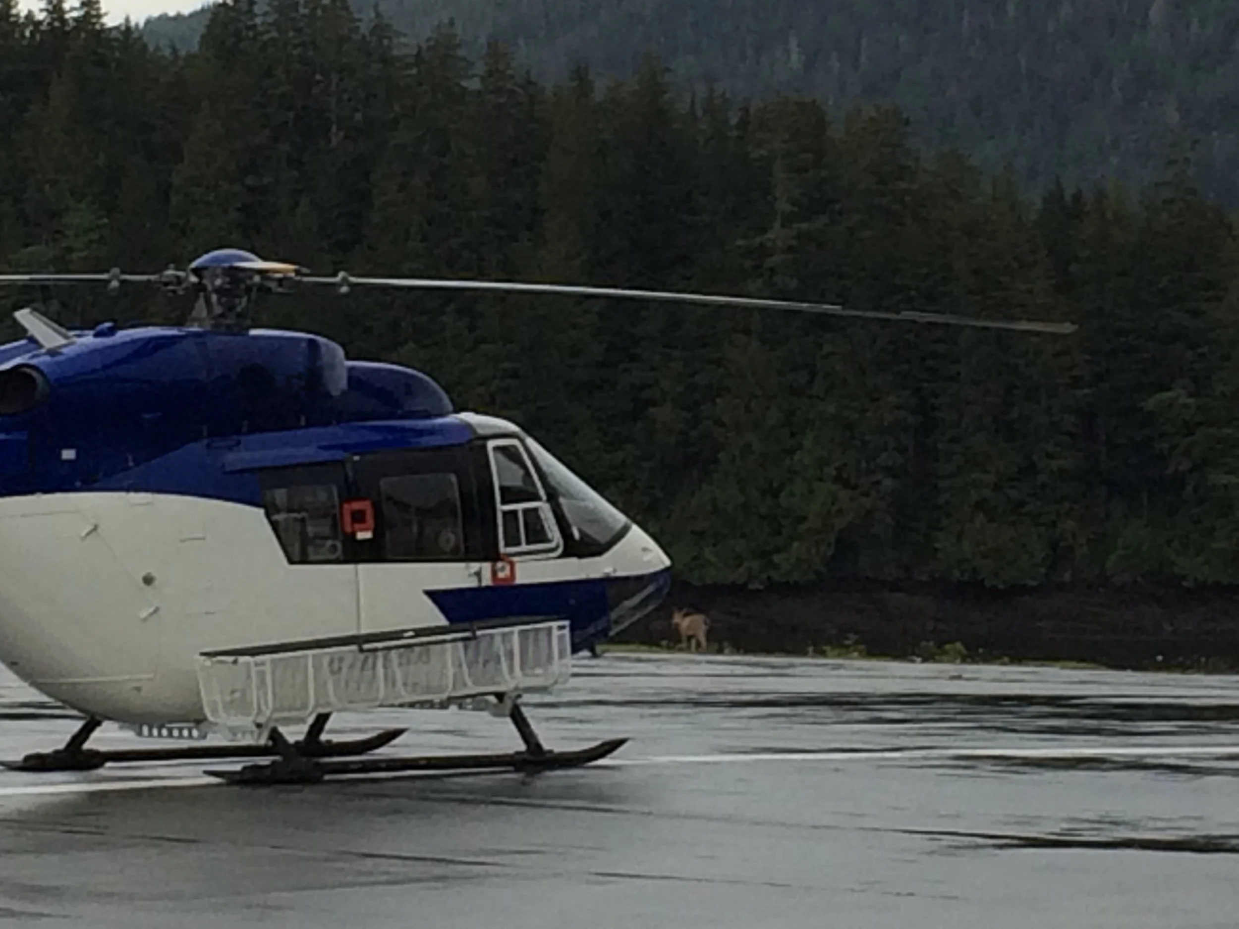 BK117 B2 helicopter with dart utility basket installed