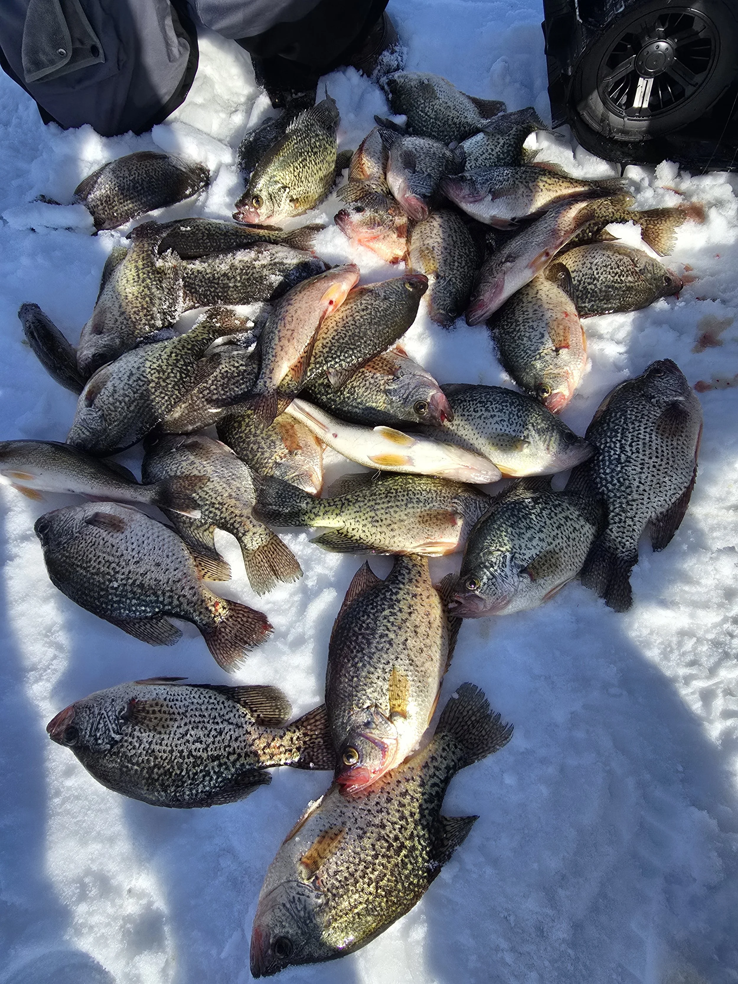 A collection of freshly caught fish lying on snow, with a person and a car tire partially visible in the background.