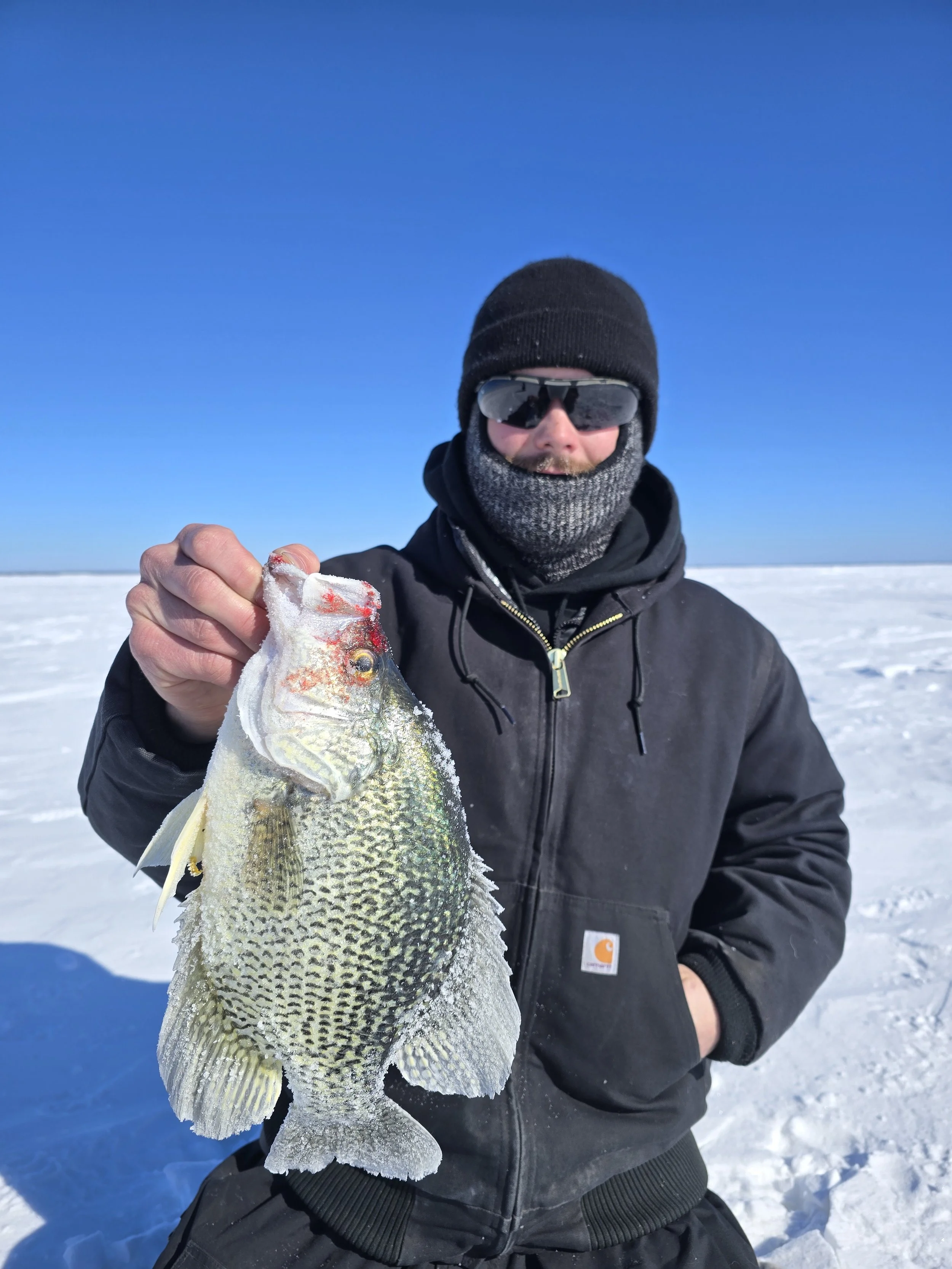 Person dressed in winter gear holding a large fish on a snowy landscape under a clear blue sky.